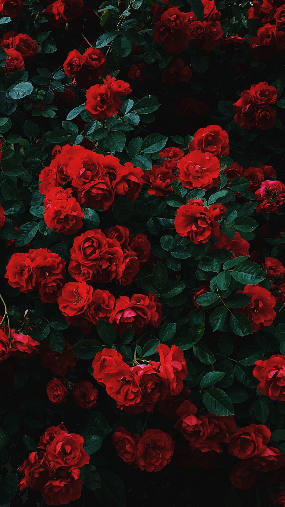 Rose Bush Wallpapers