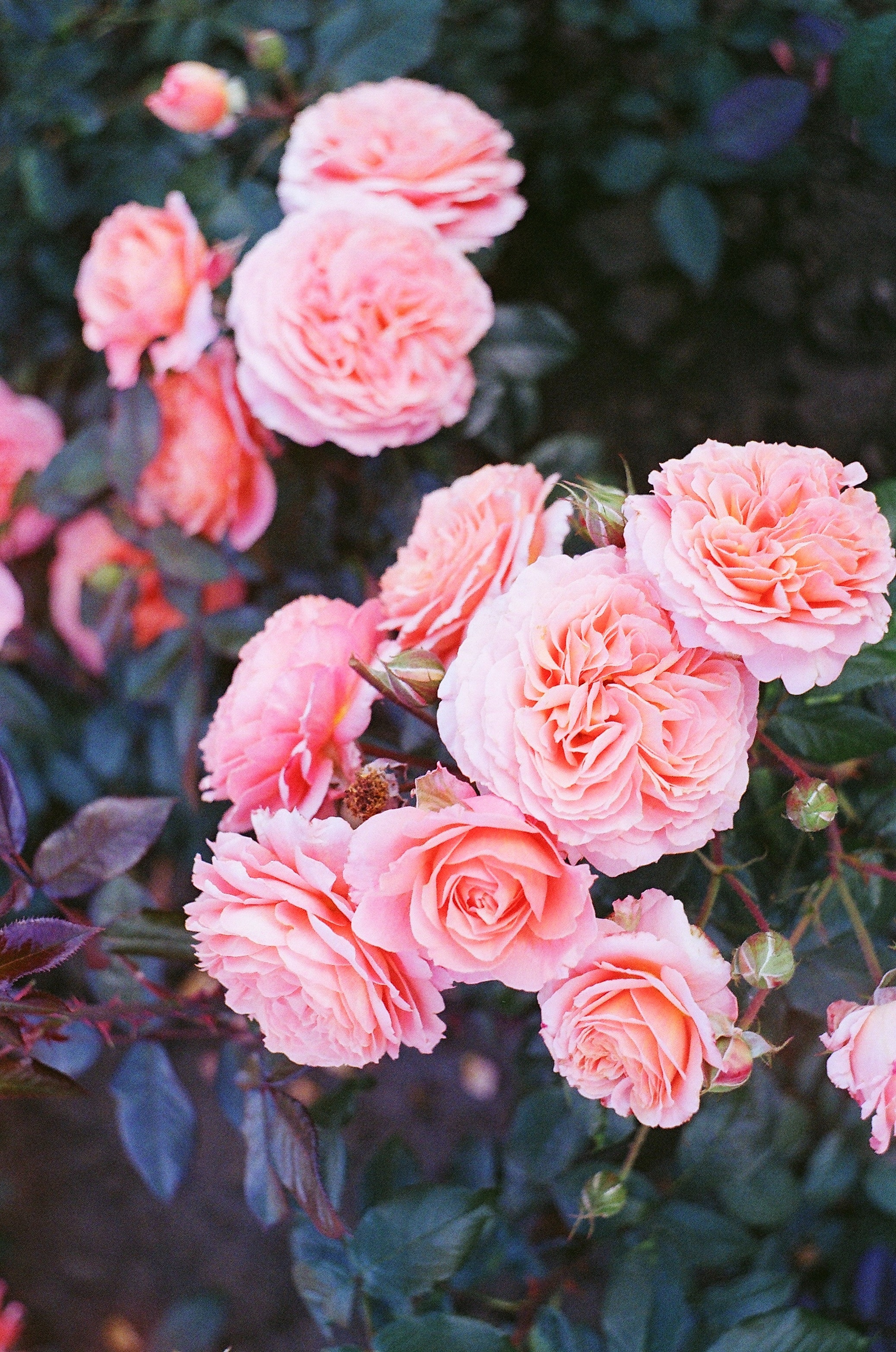 Rose Bush Wallpapers