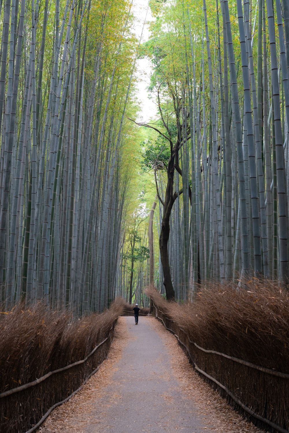 Sagano Bamboo Forest Wallpapers