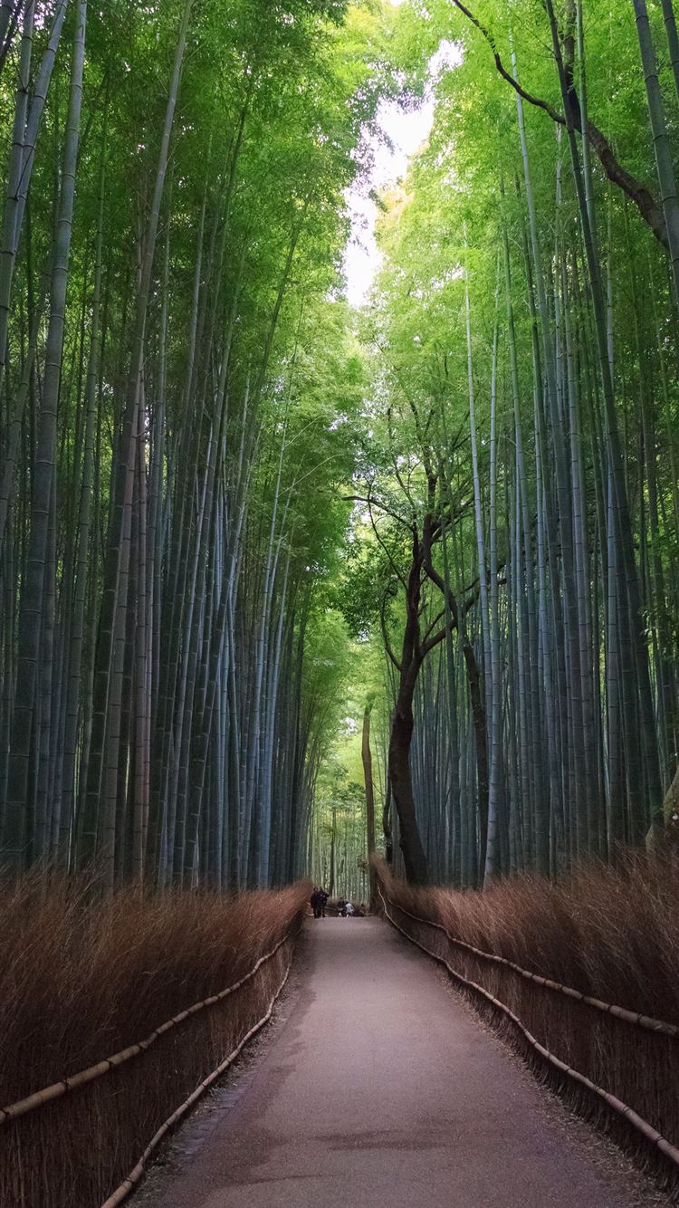 Sagano Bamboo Forest Wallpapers