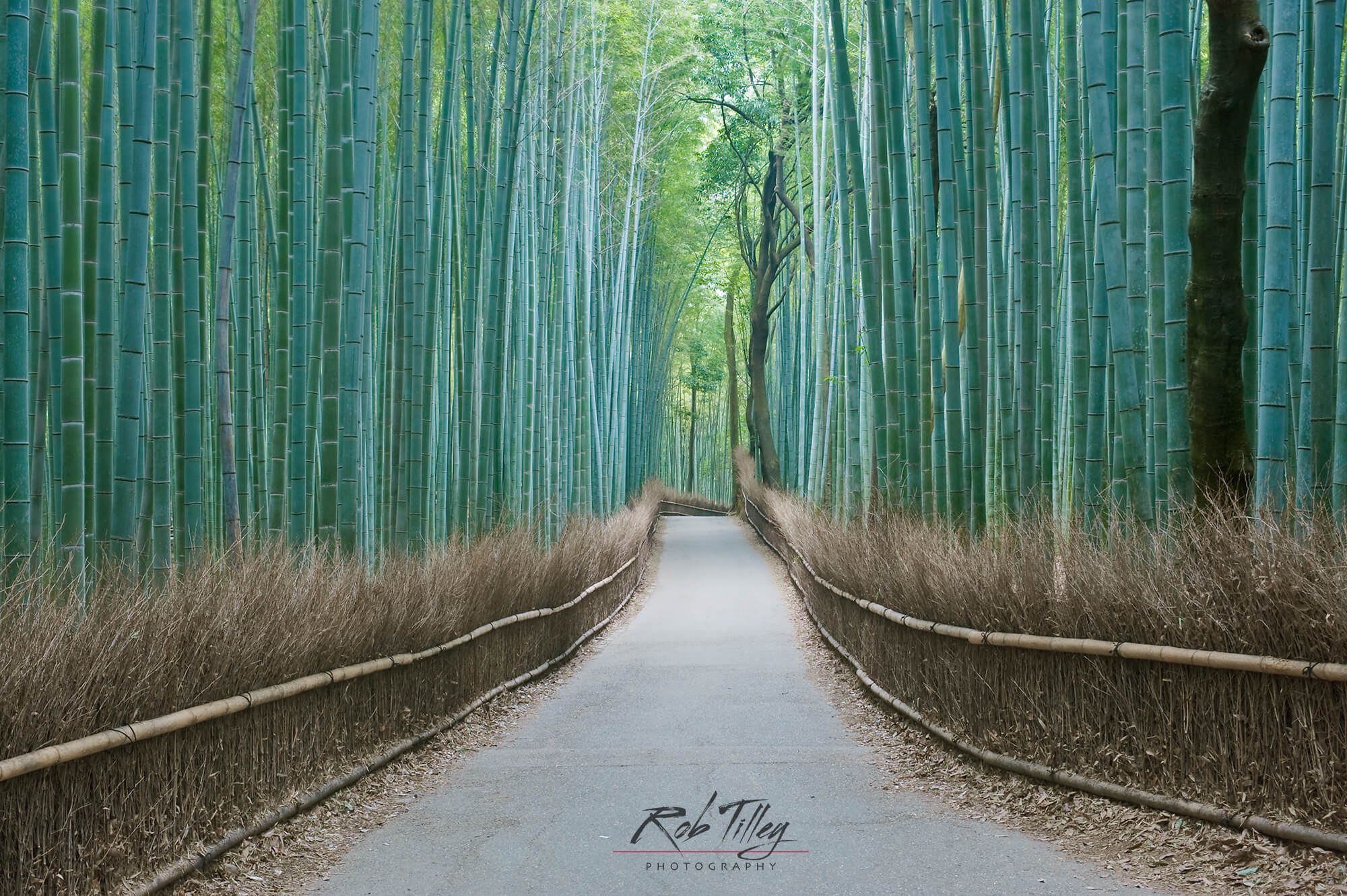 Sagano Bamboo Forest Wallpapers