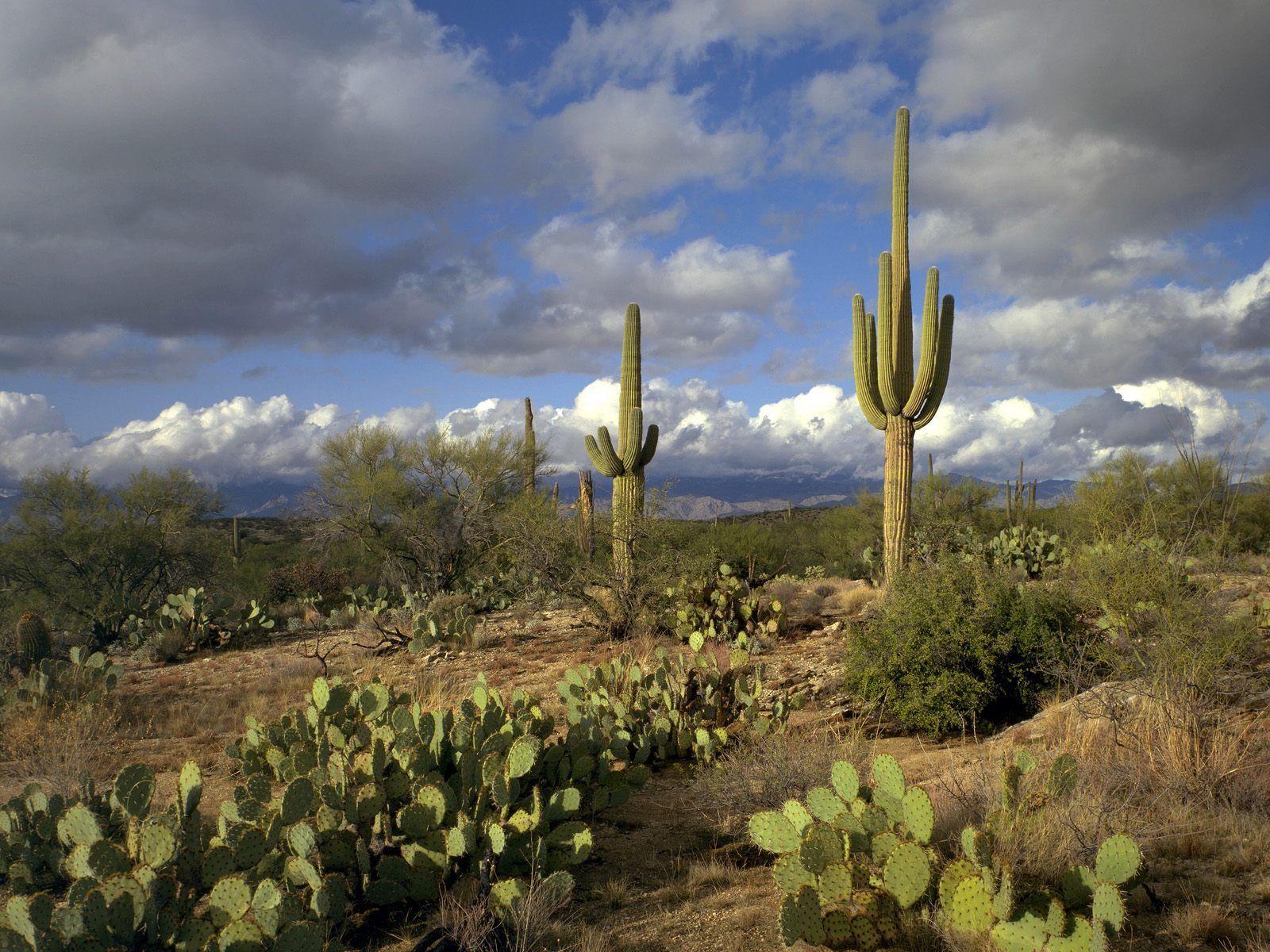 Saguaro National Park Wallpapers