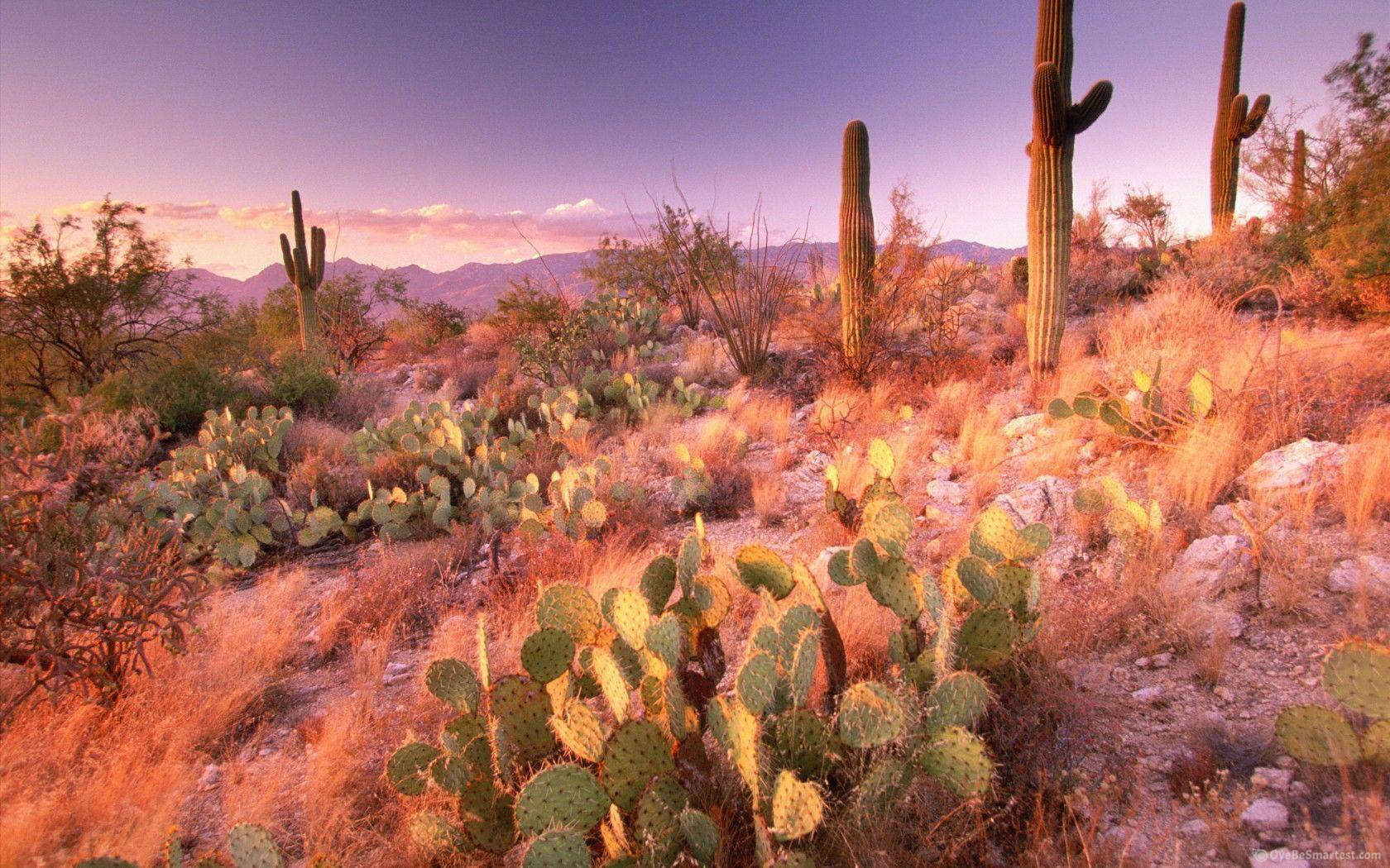 Saguaro National Park Wallpapers