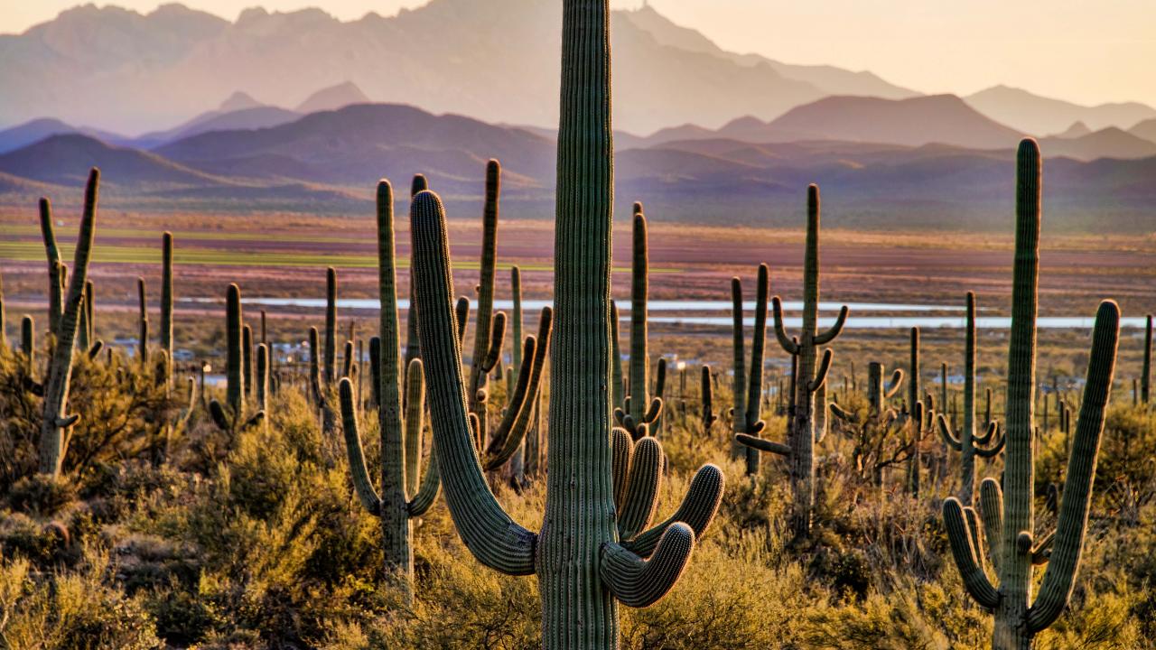 Saguaro National Park Wallpapers