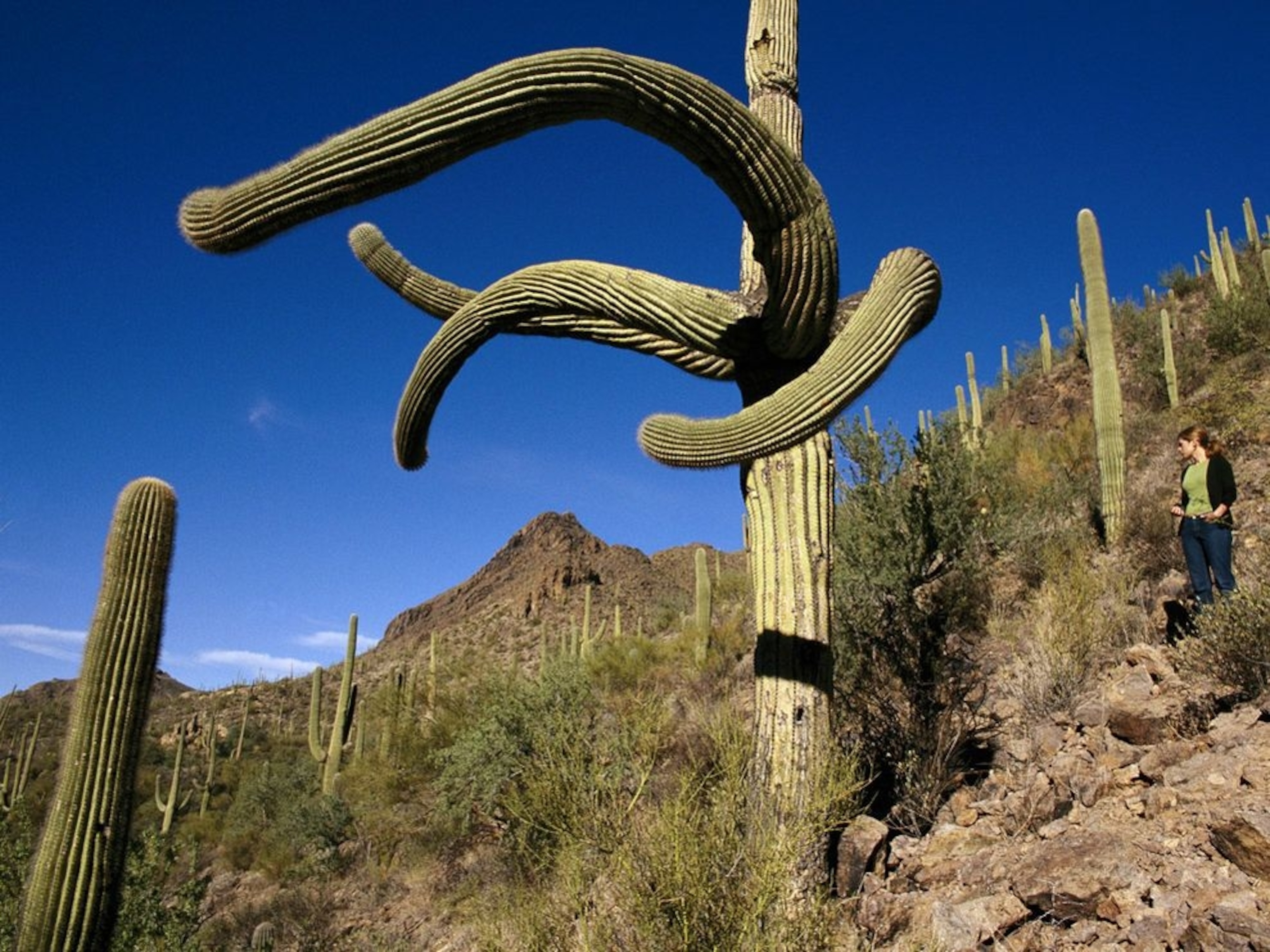 Saguaro National Park Wallpapers