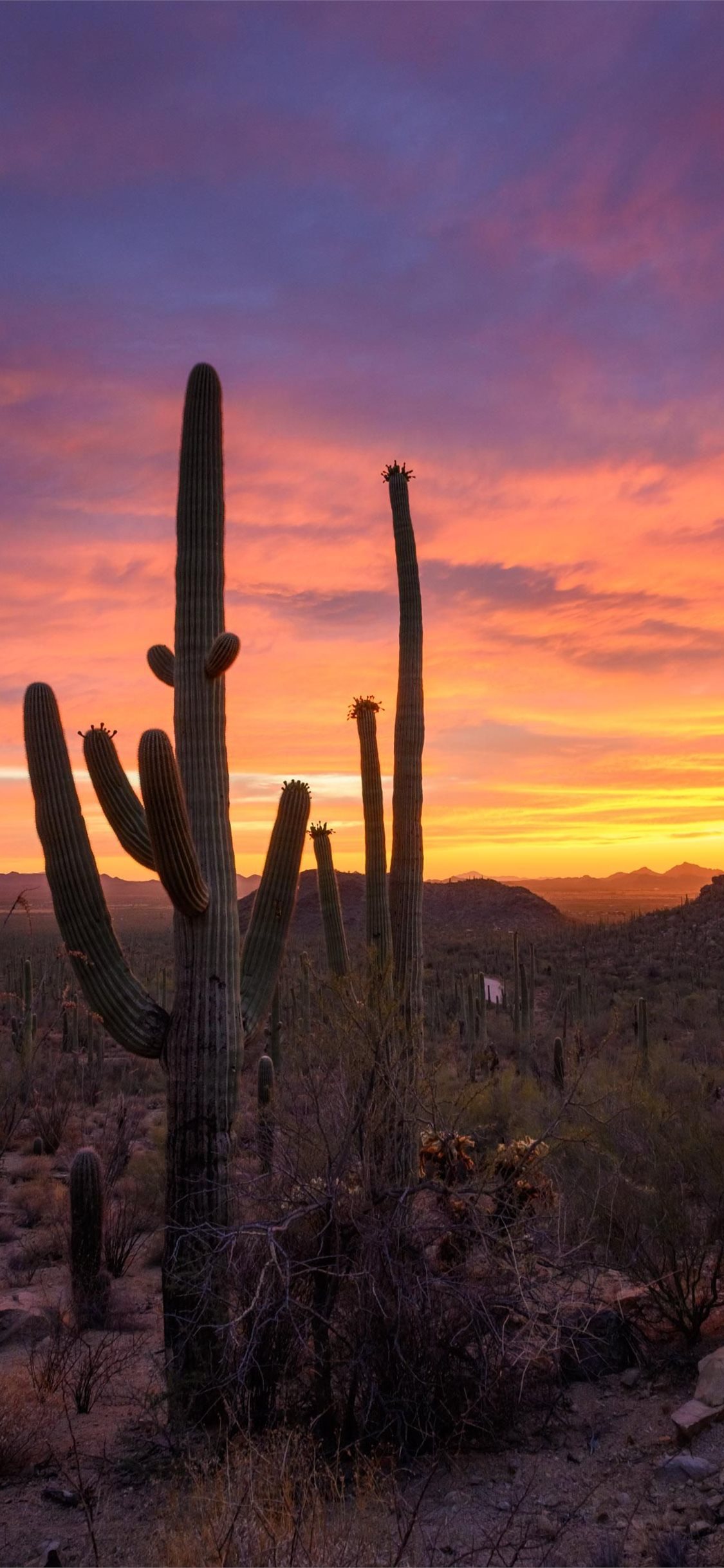 Saguaro National Park Wallpapers