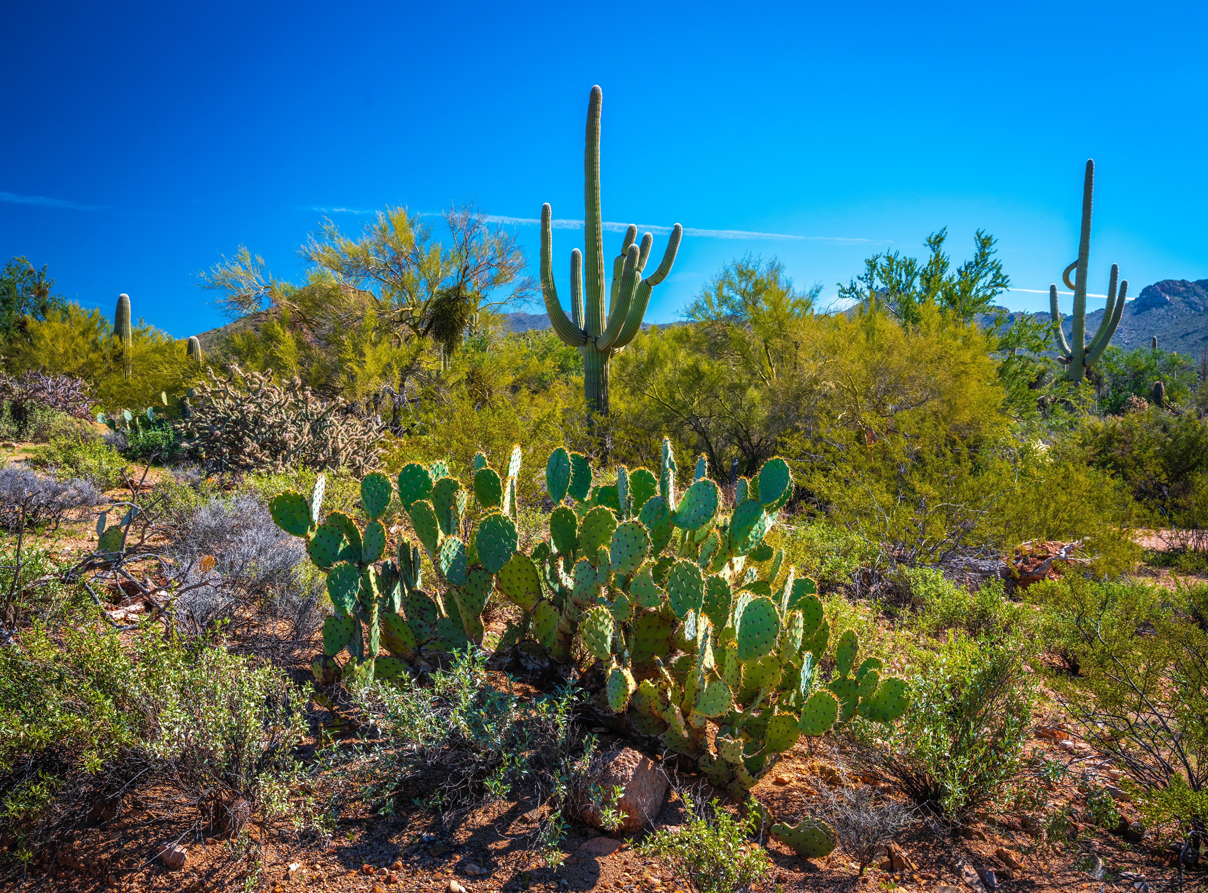 Saguaro National Park Wallpapers