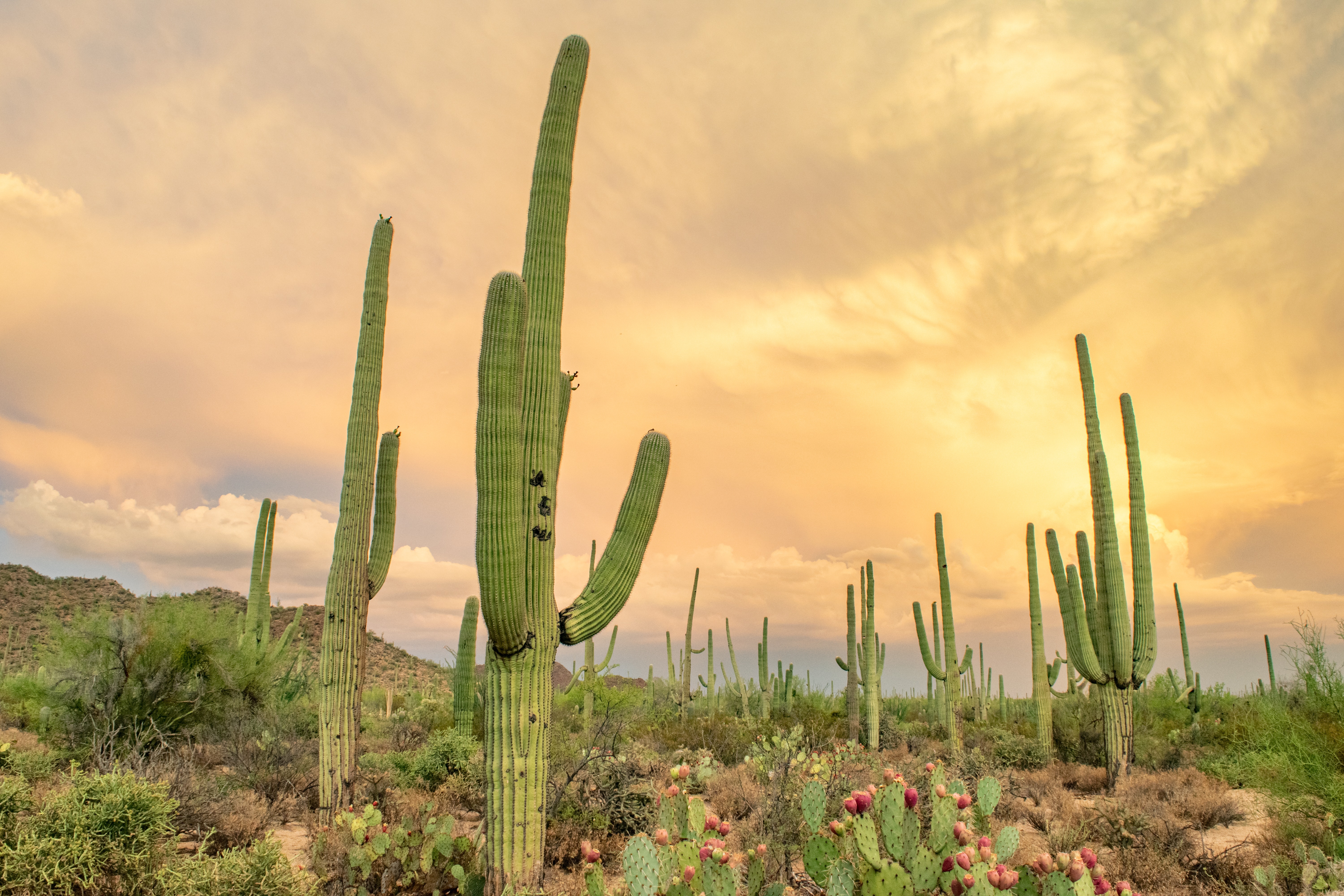 Saguaro National Park Wallpapers