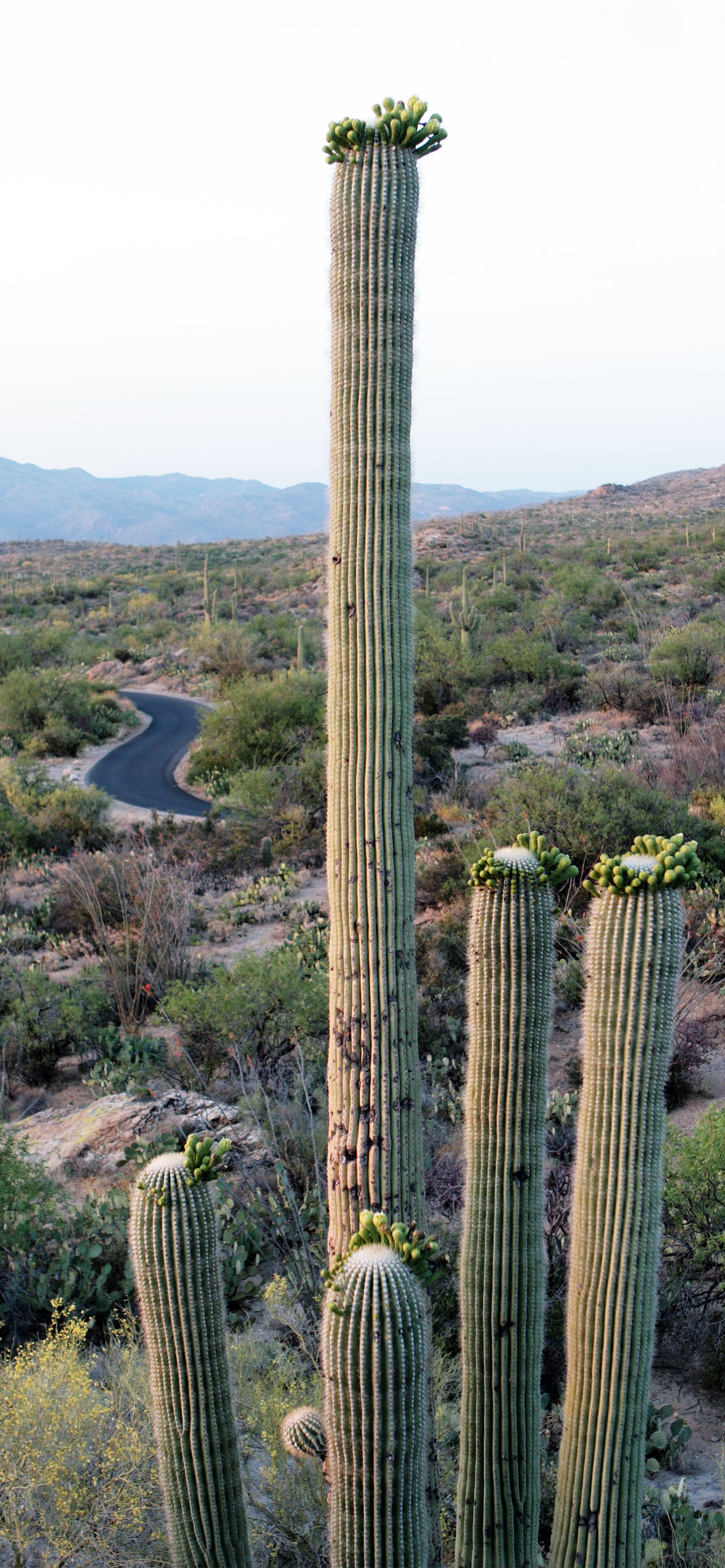 Saguaro National Park Wallpapers