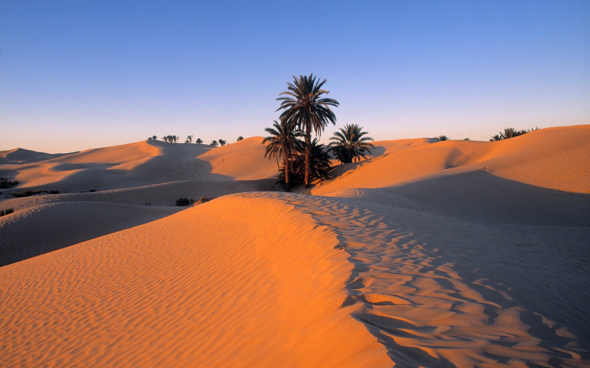 Sahara Desert In Summer Wallpapers