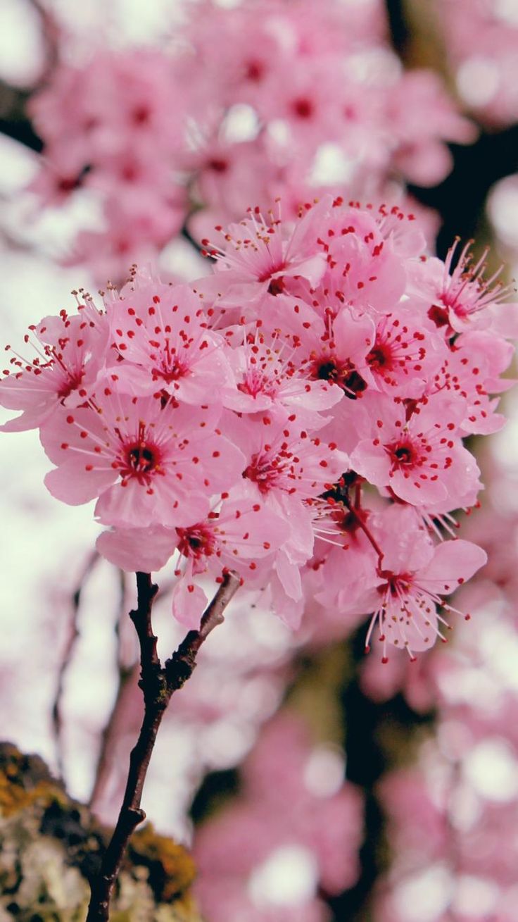 Sakura Flower Wallpapers