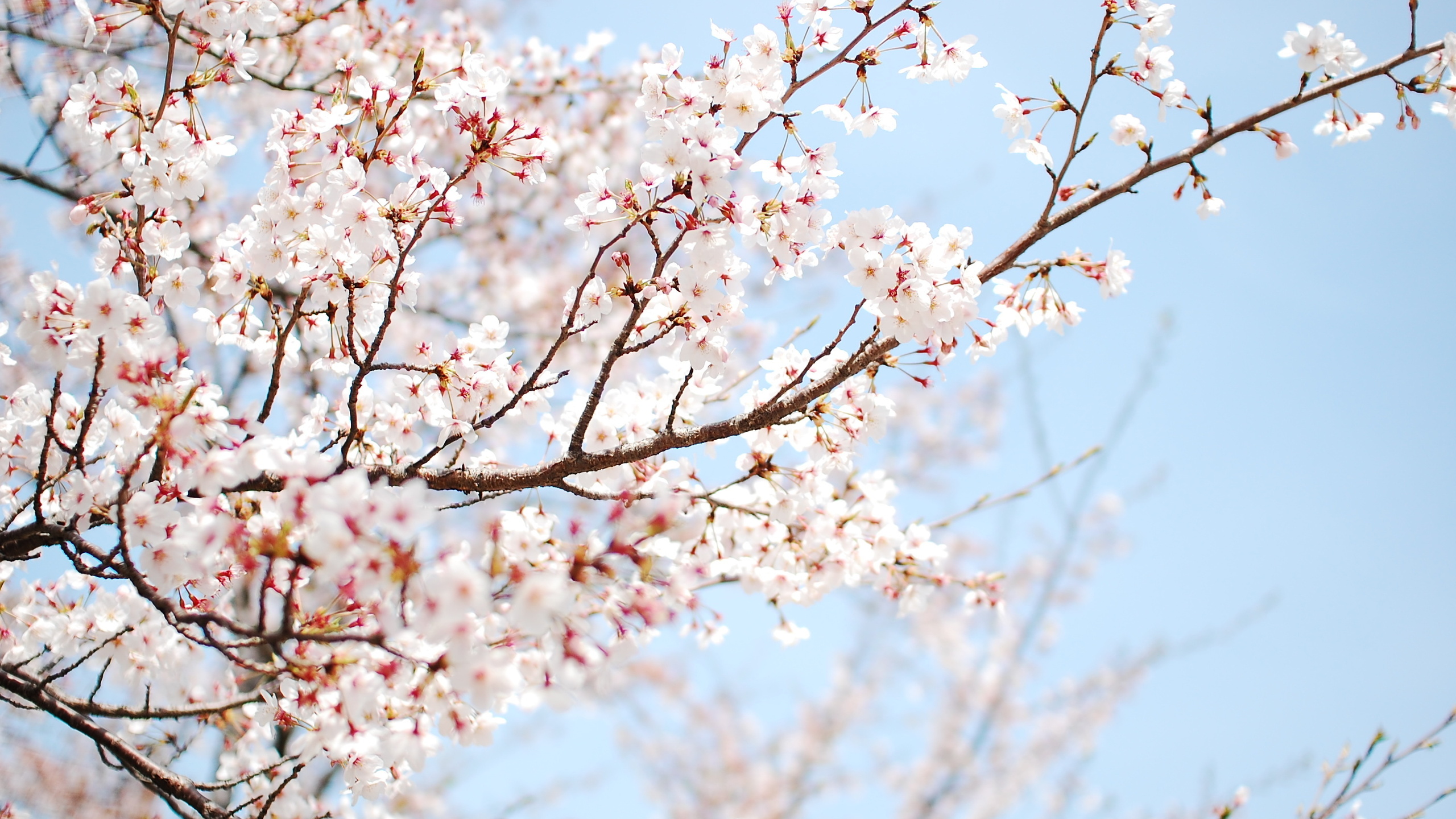 Sakura Flower Wallpapers