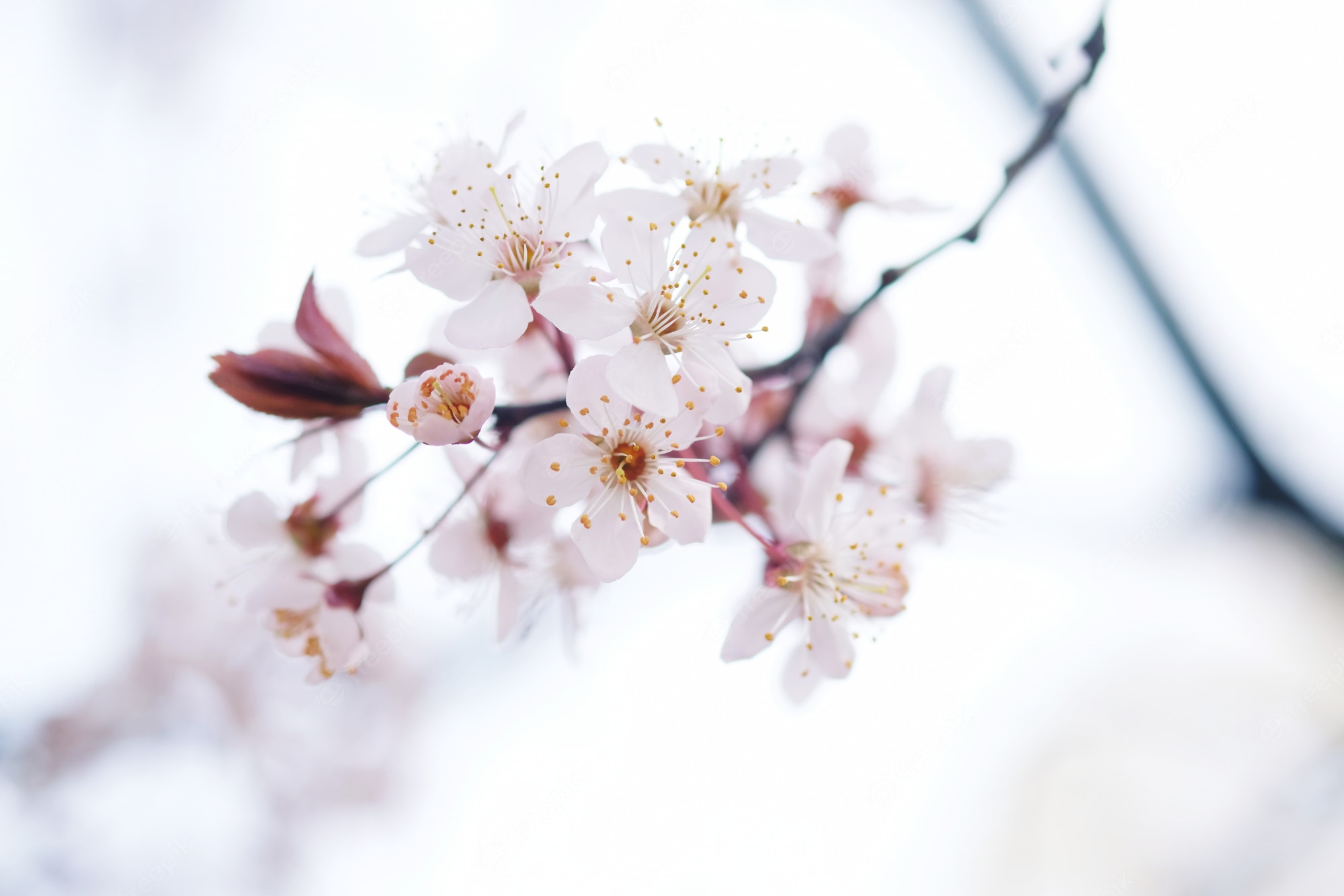 Sakura Flower Wallpapers