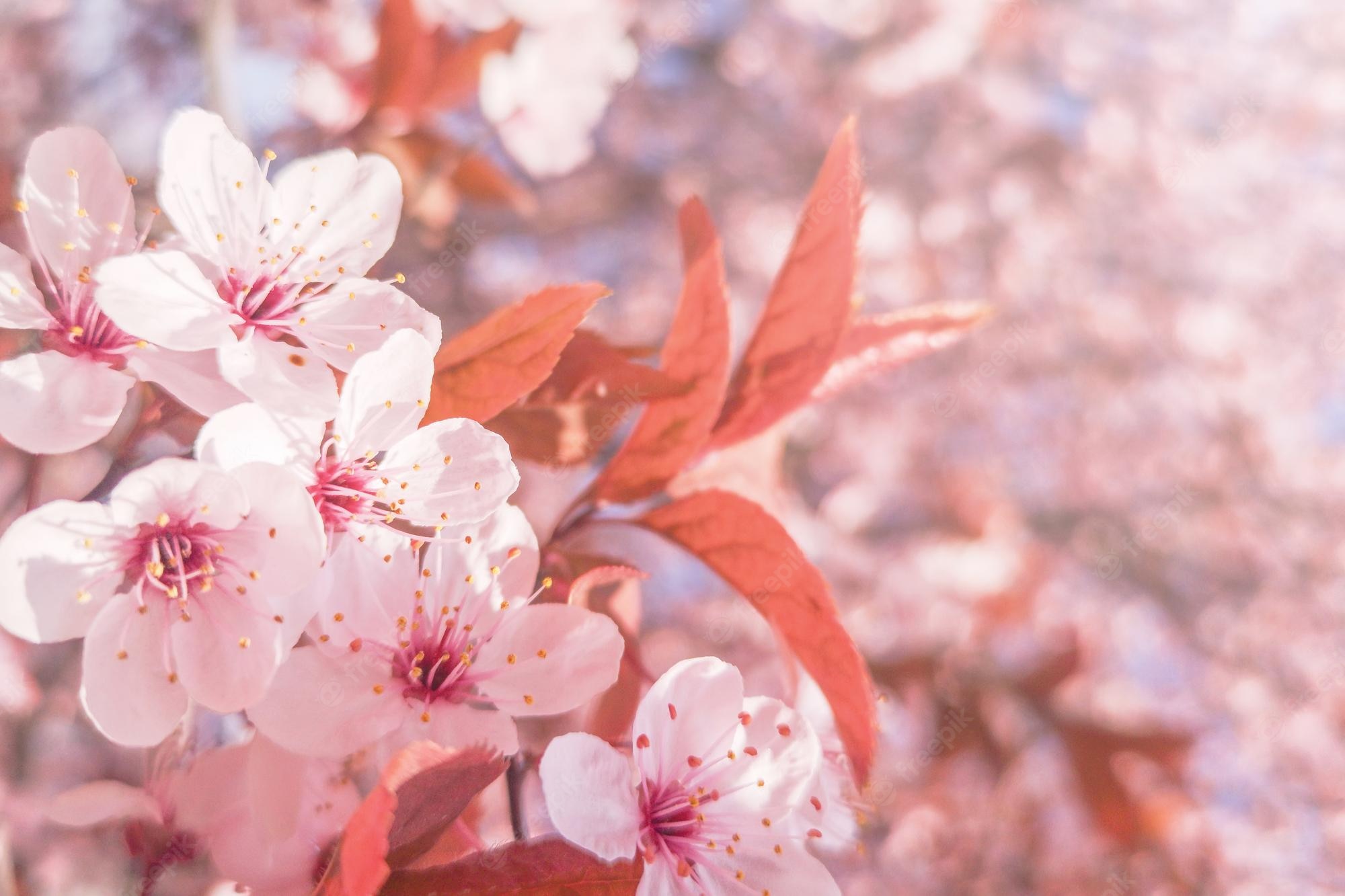 Sakura Flower Wallpapers