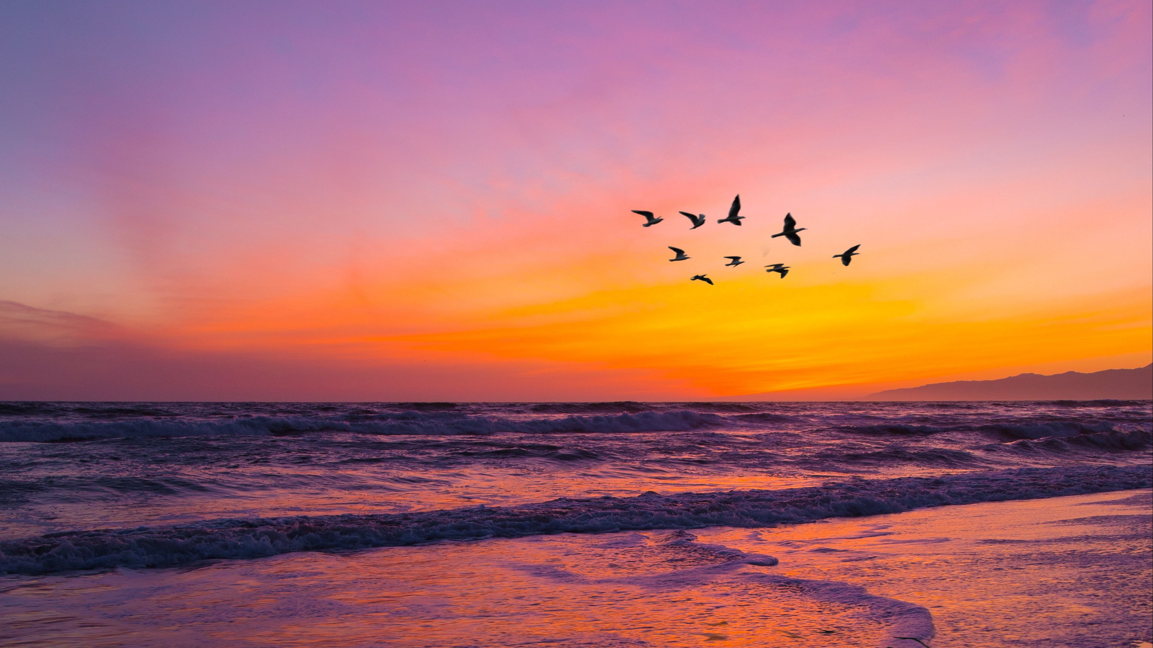 Sea Sunset Shore Birds Wallpapers