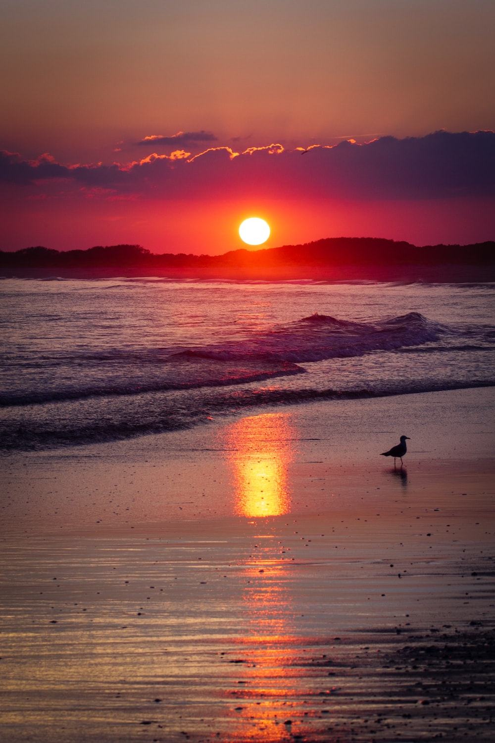 Sea Sunset Shore Birds Wallpapers