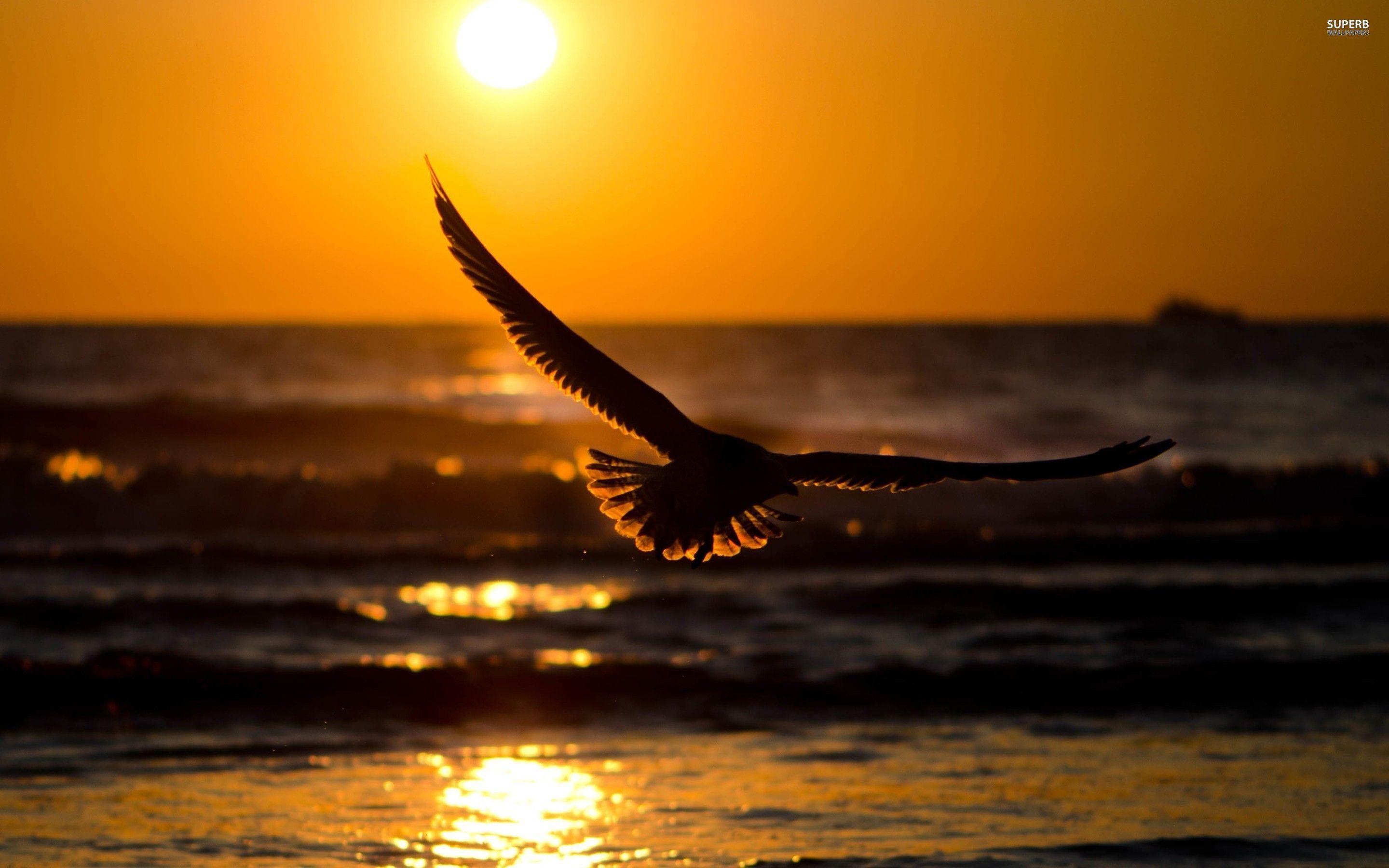 Sea Sunset Shore Birds Wallpapers