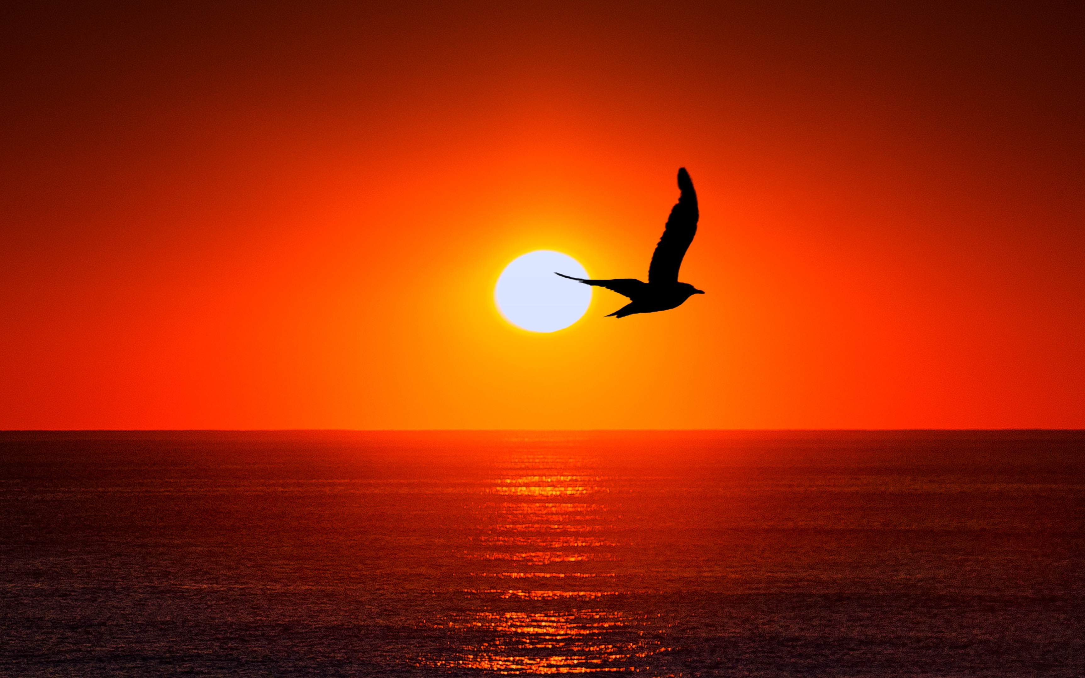 Sea Sunset Shore Birds Wallpapers