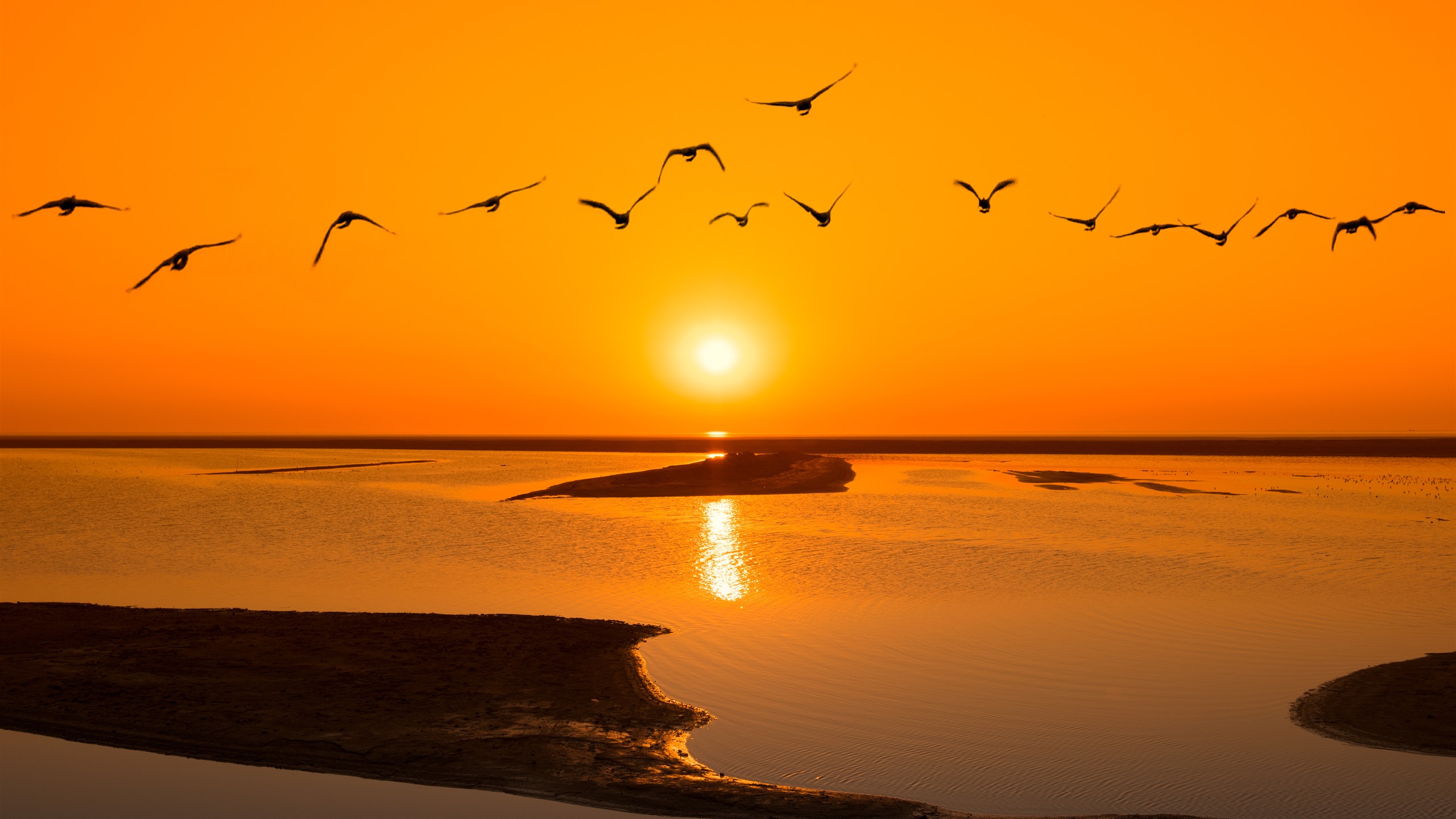 Sea Sunset Shore Birds Wallpapers