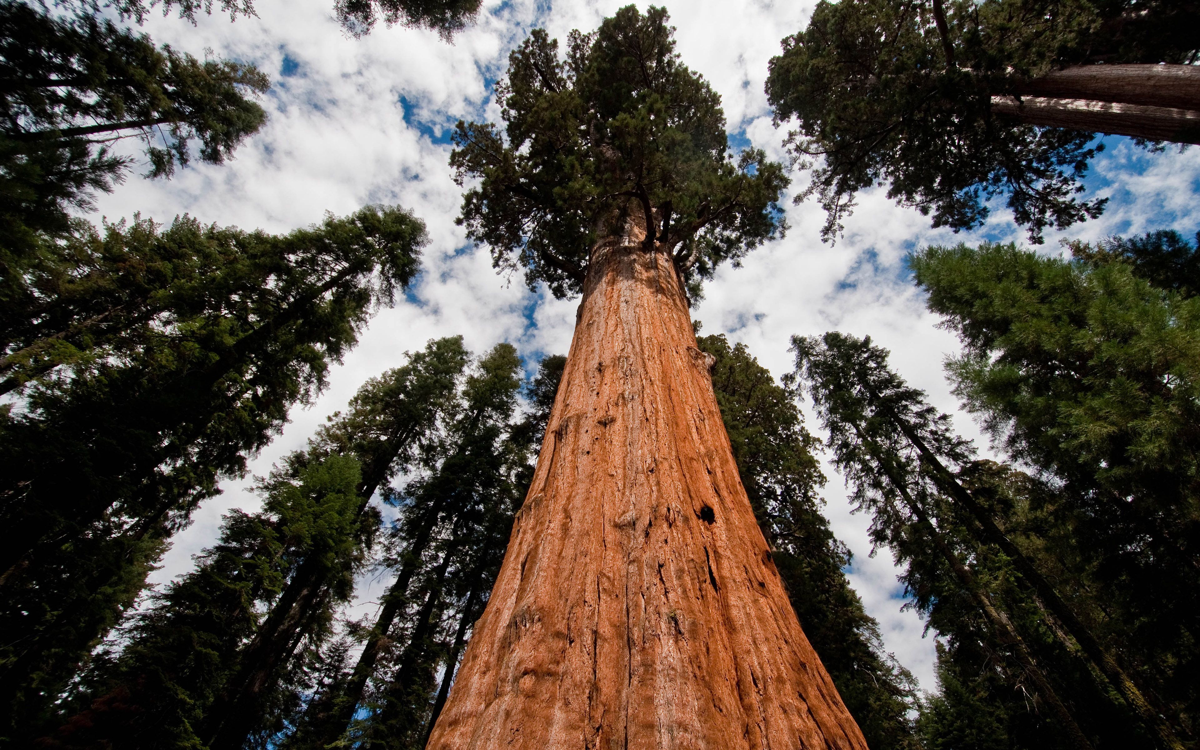 Sequoia National Park Wallpapers