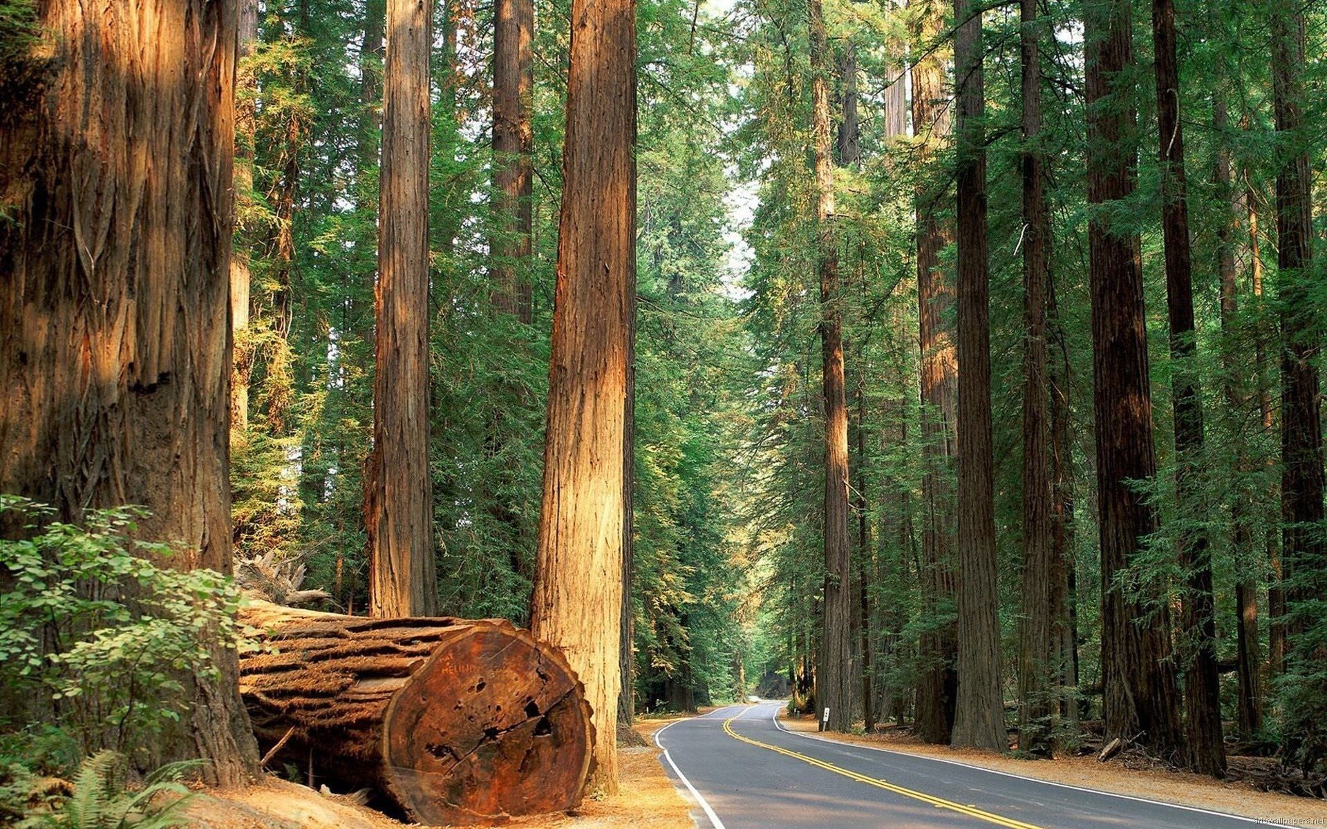 Sequoia National Park Wallpapers