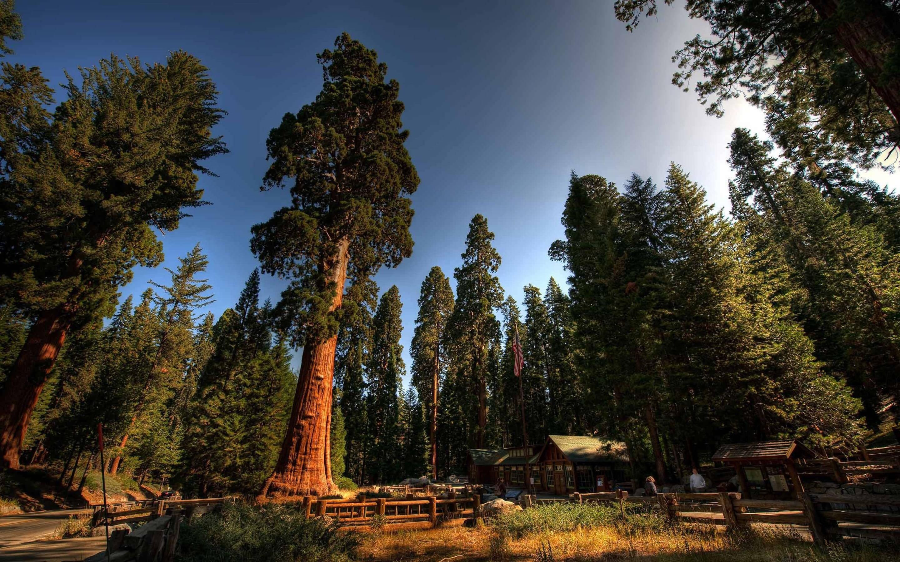 Sequoia National Park Wallpapers