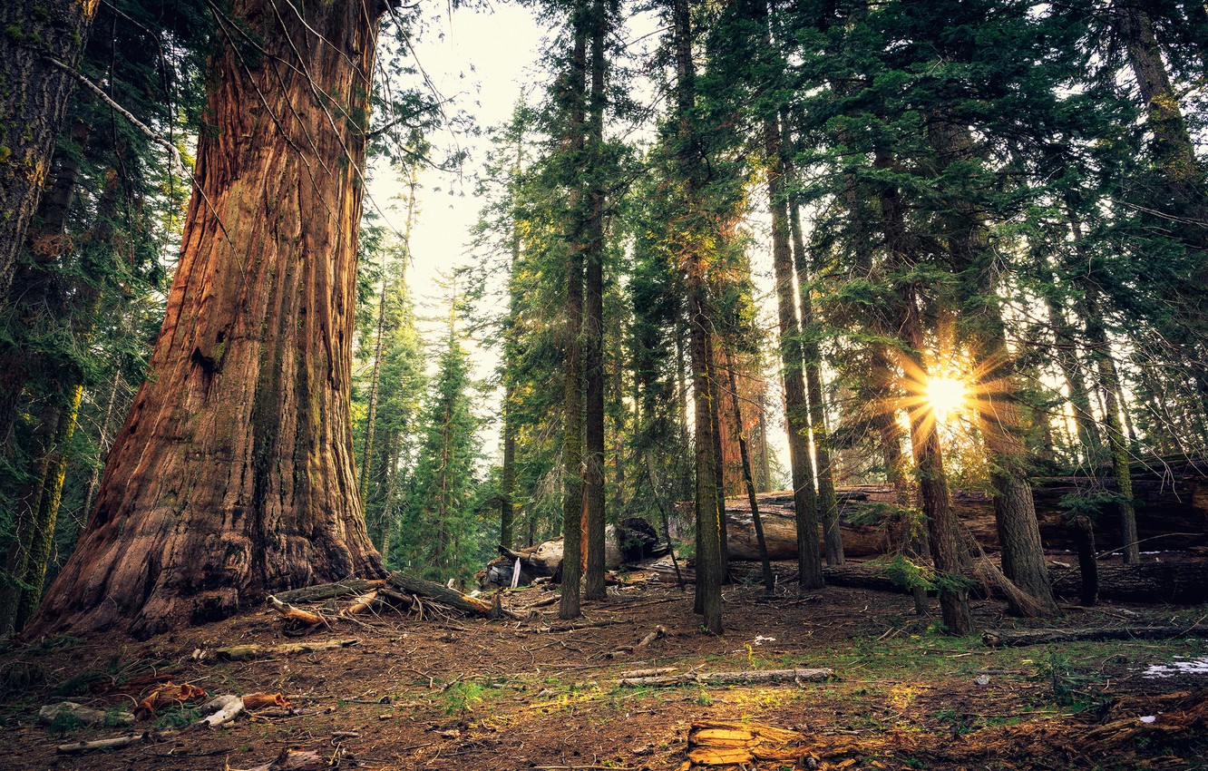 Sequoia National Park Wallpapers