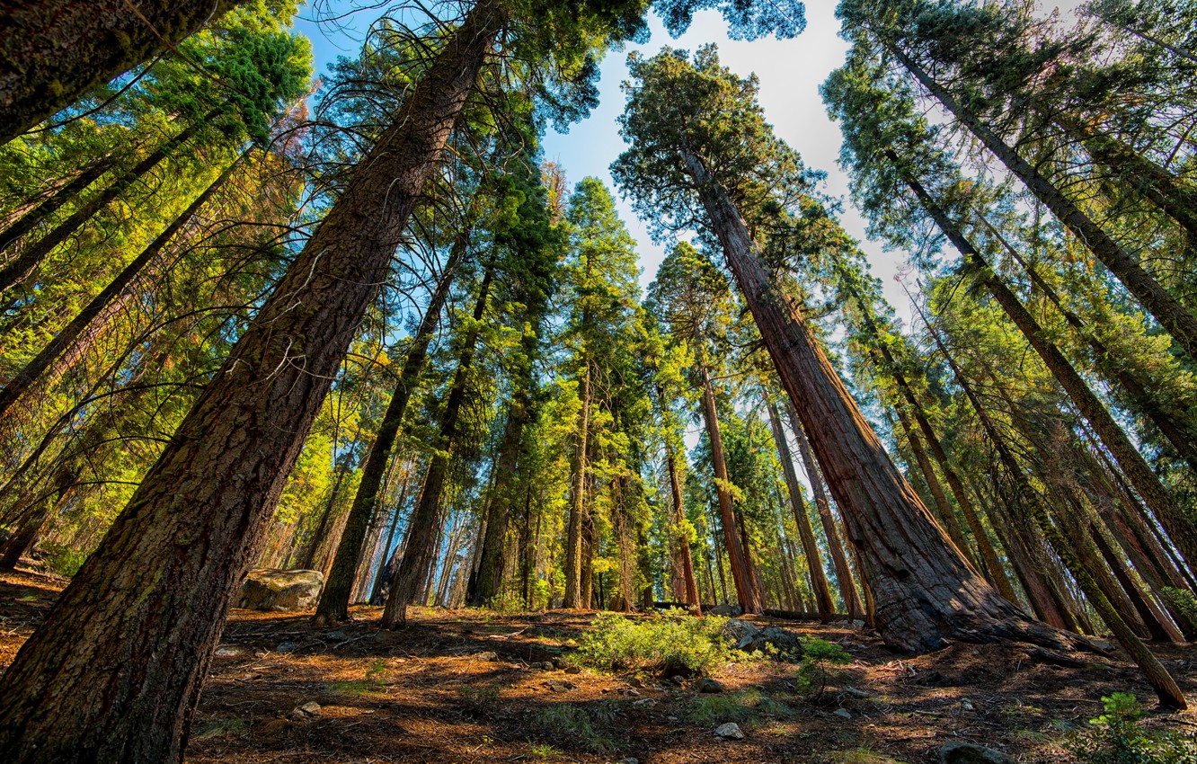 Sequoia National Park Wallpapers