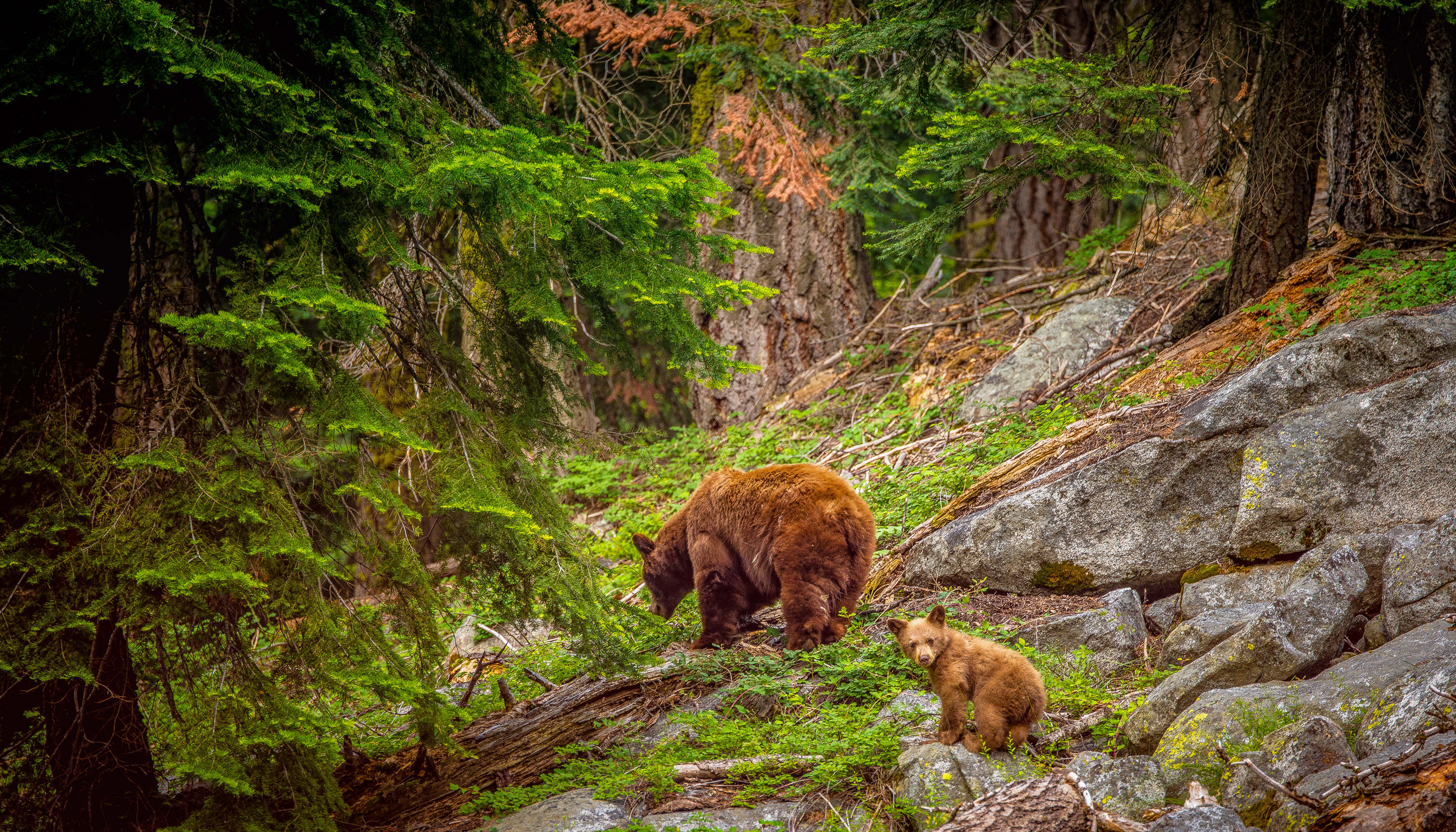 Sequoia National Park Wallpapers