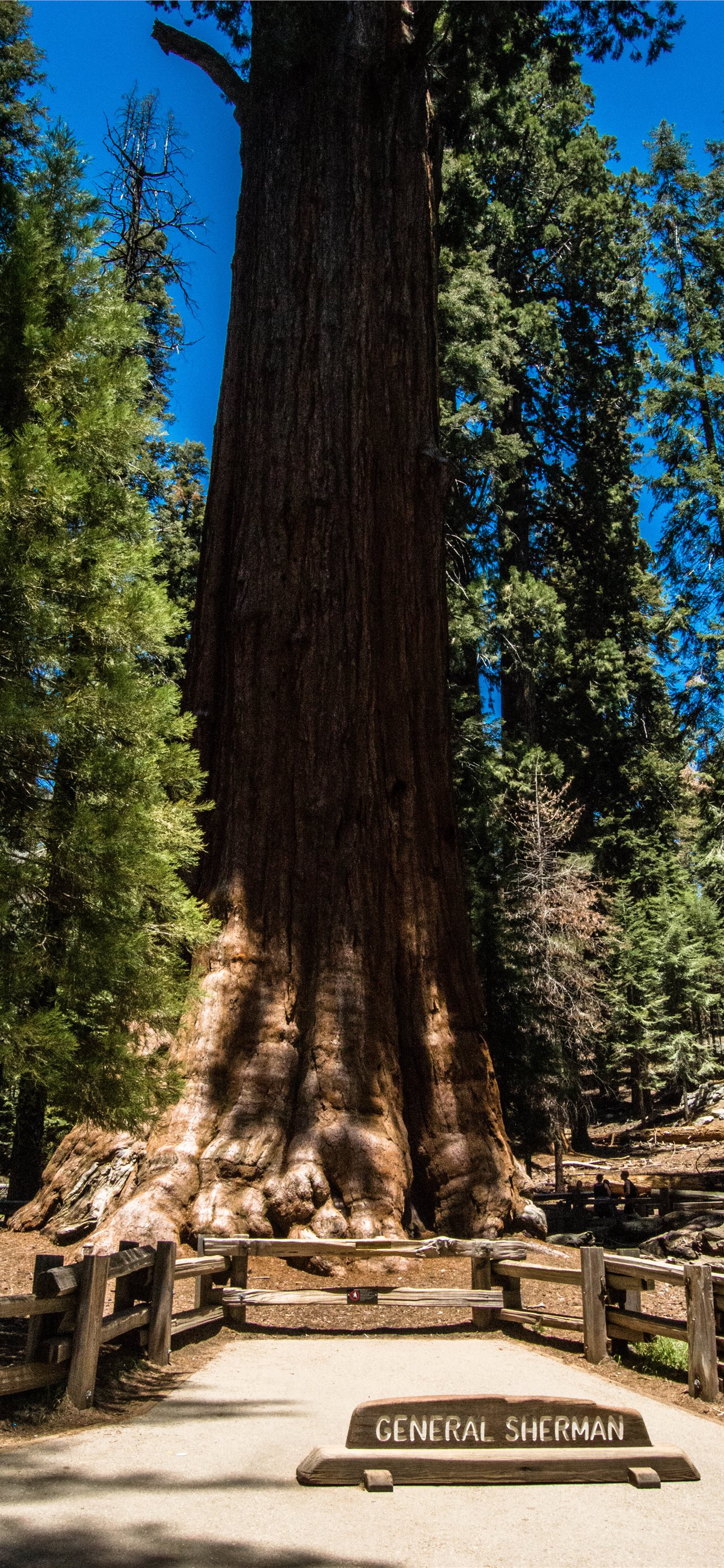 Sequoia National Park Wallpapers