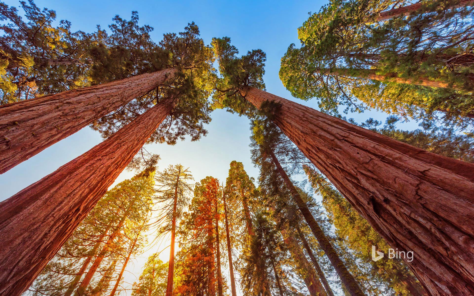 Sequoia National Park Wallpapers