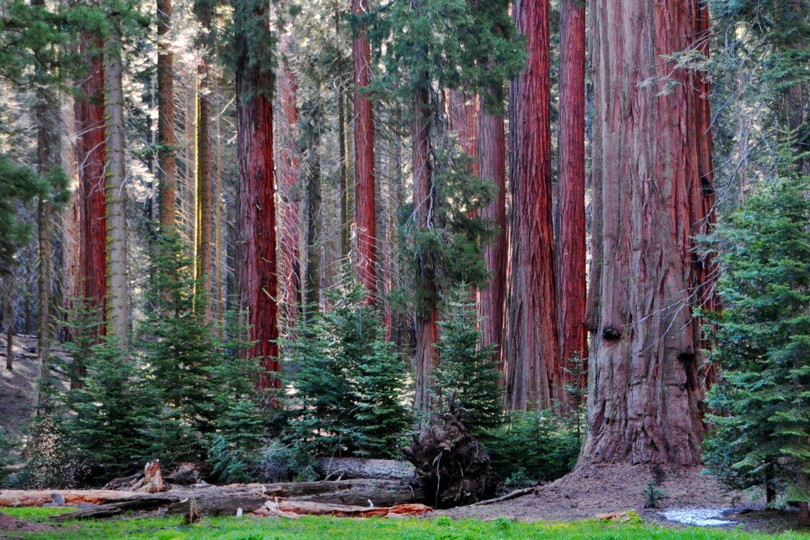 Sequoia National Park Wallpapers