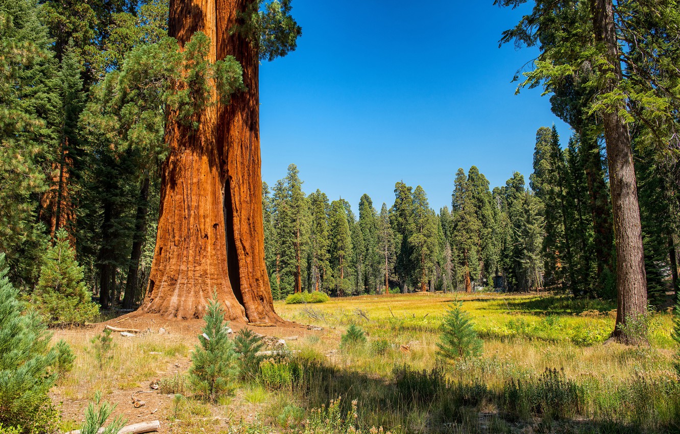 Sequoia National Park Wallpapers