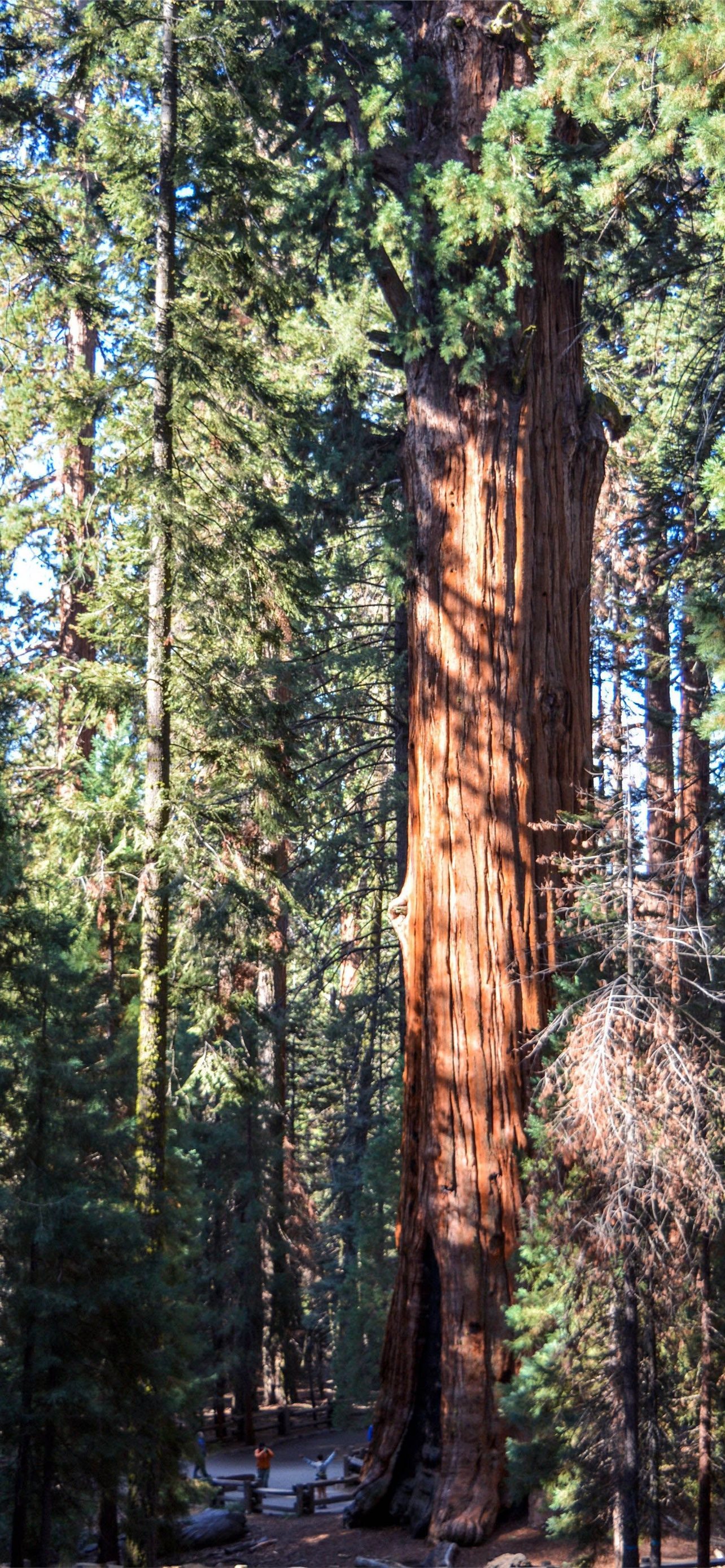 Sequoia National Park Wallpapers