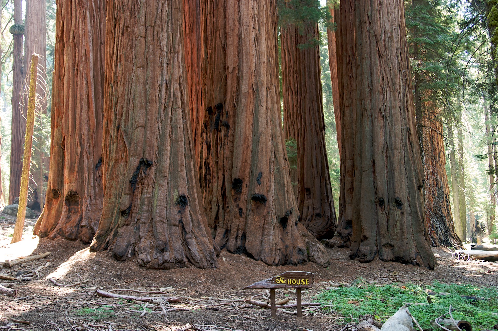 Sequoia National Park Wallpapers