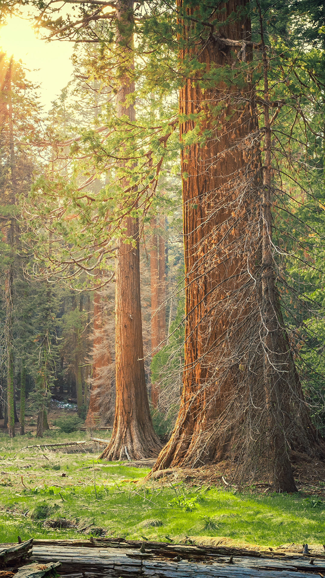 Sequoia National Park Wallpapers