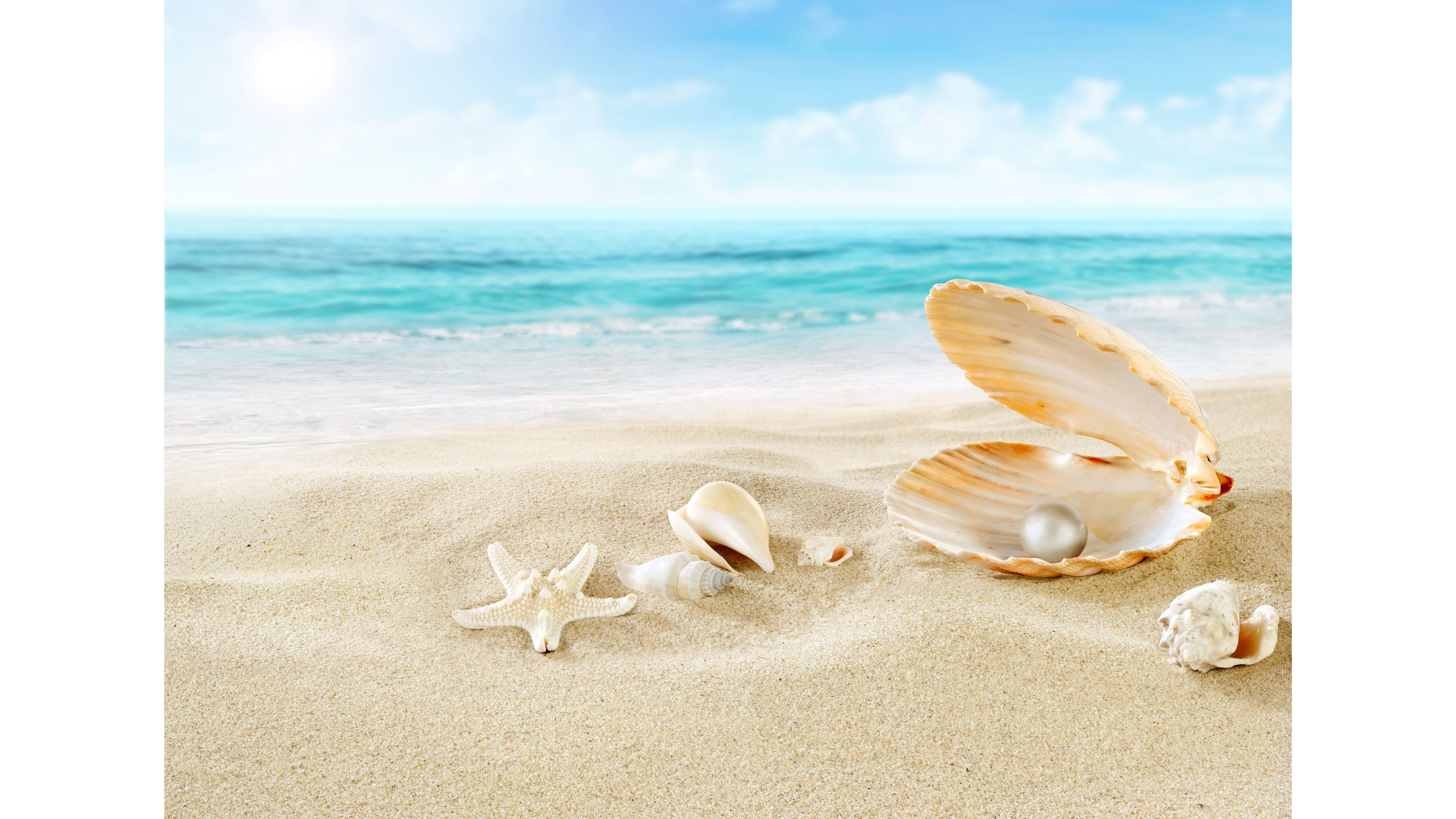 Shell Wallpapers