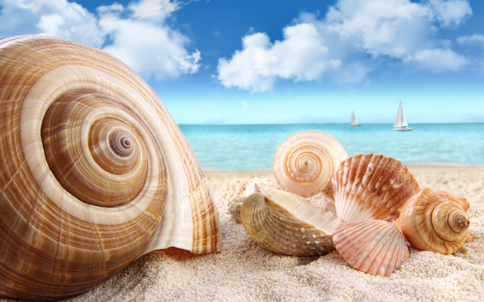 Shell Wallpapers