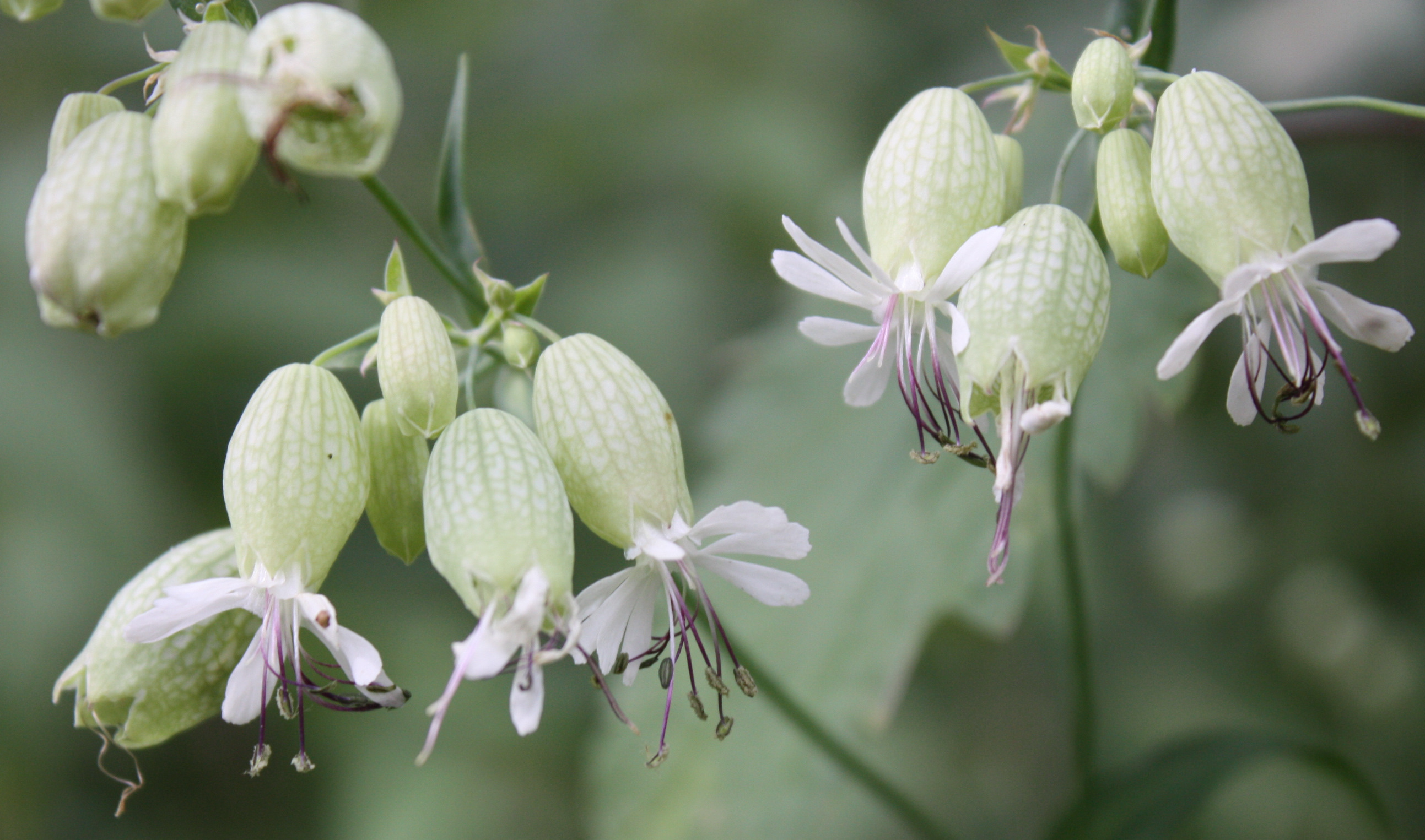 Silene Vulgaris Wallpapers