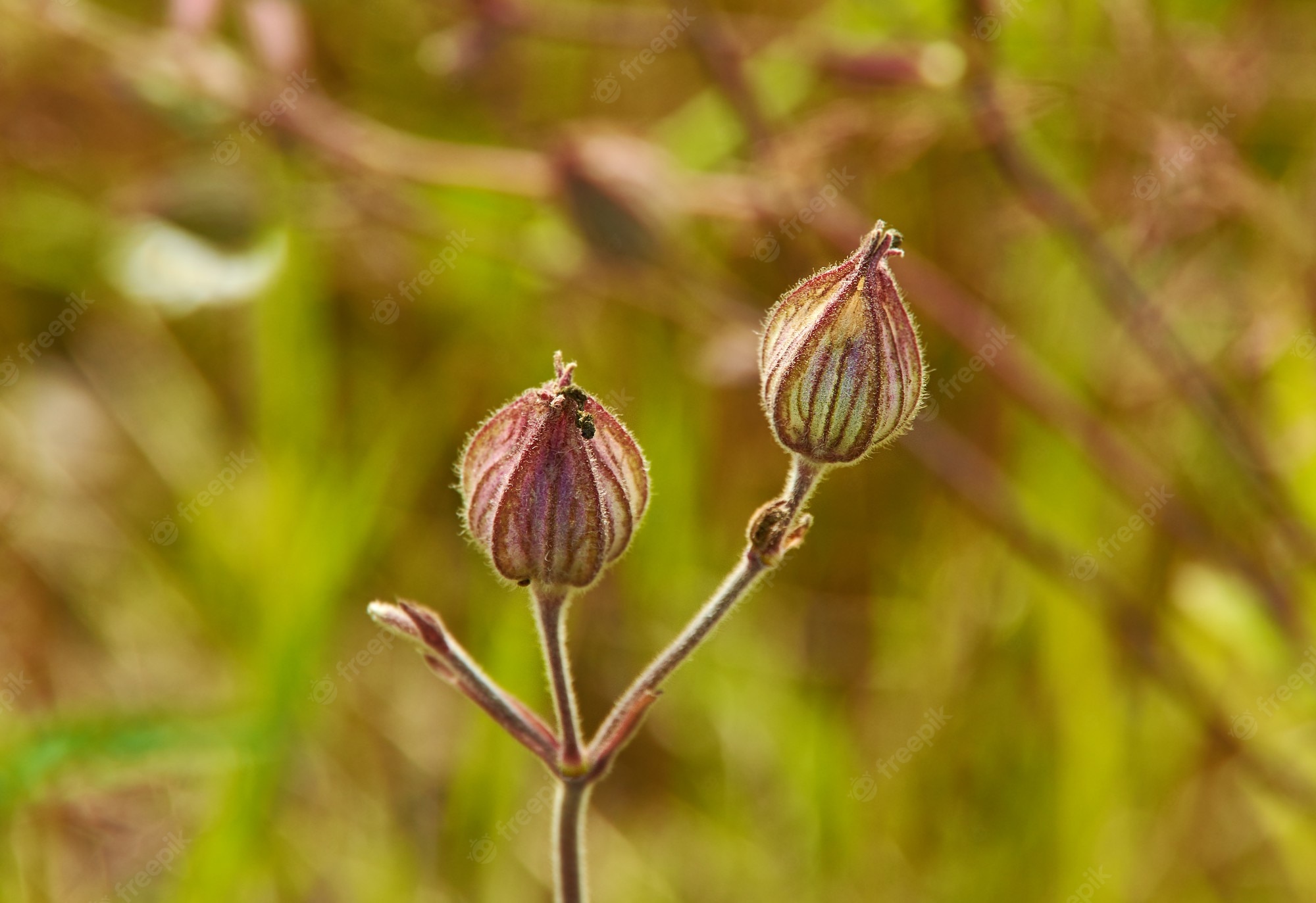 Silene Vulgaris Wallpapers