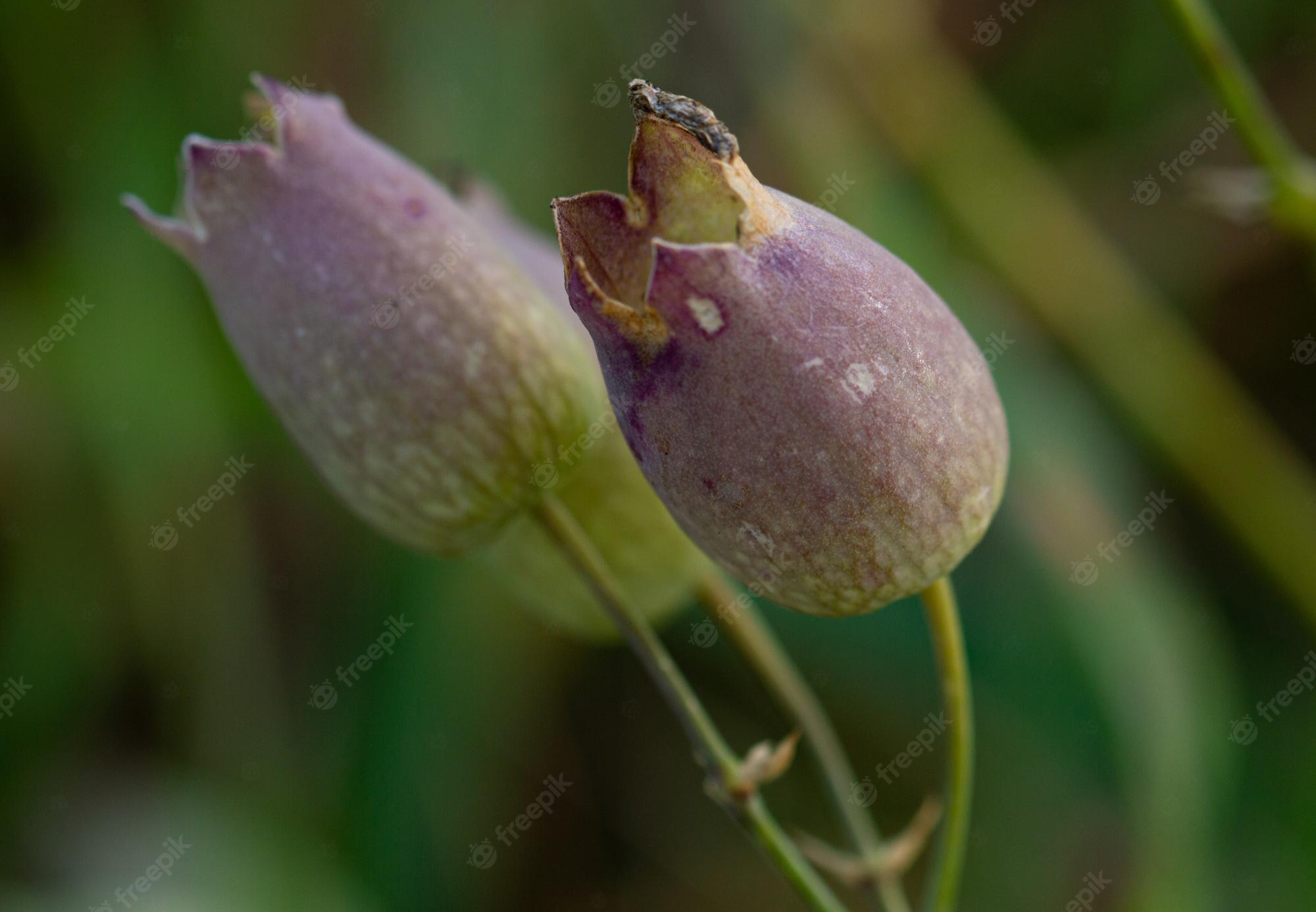 Silene Vulgaris Wallpapers