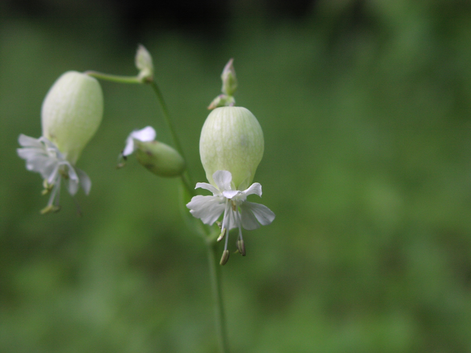 Silene Vulgaris Wallpapers