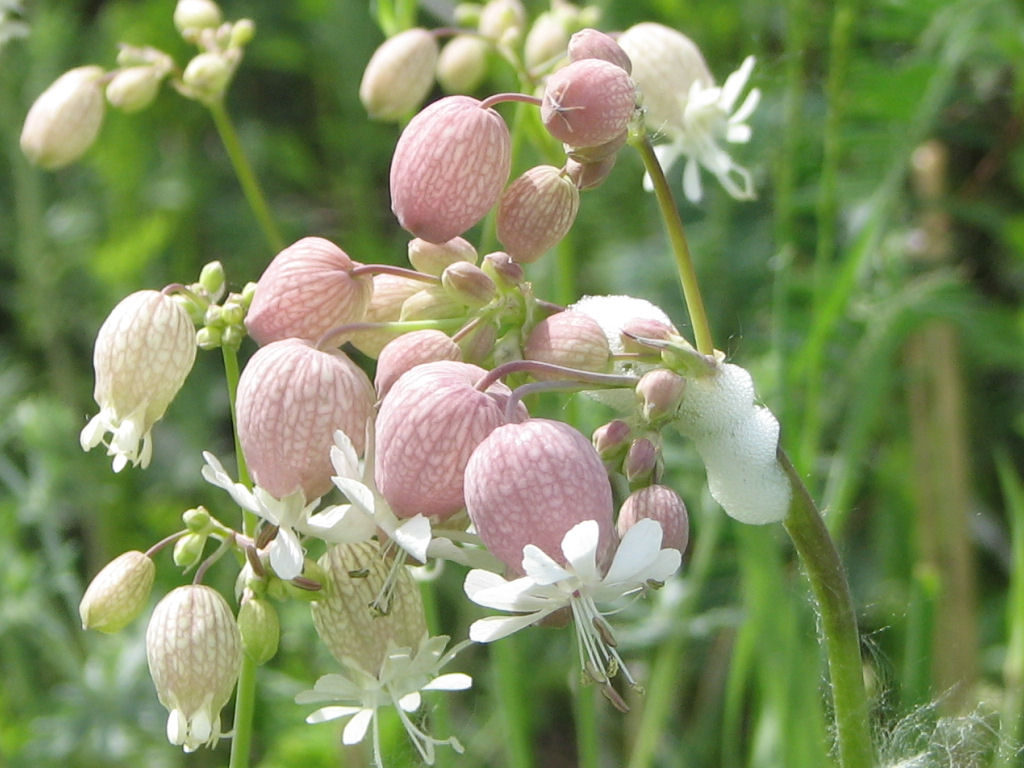 Silene Vulgaris Wallpapers