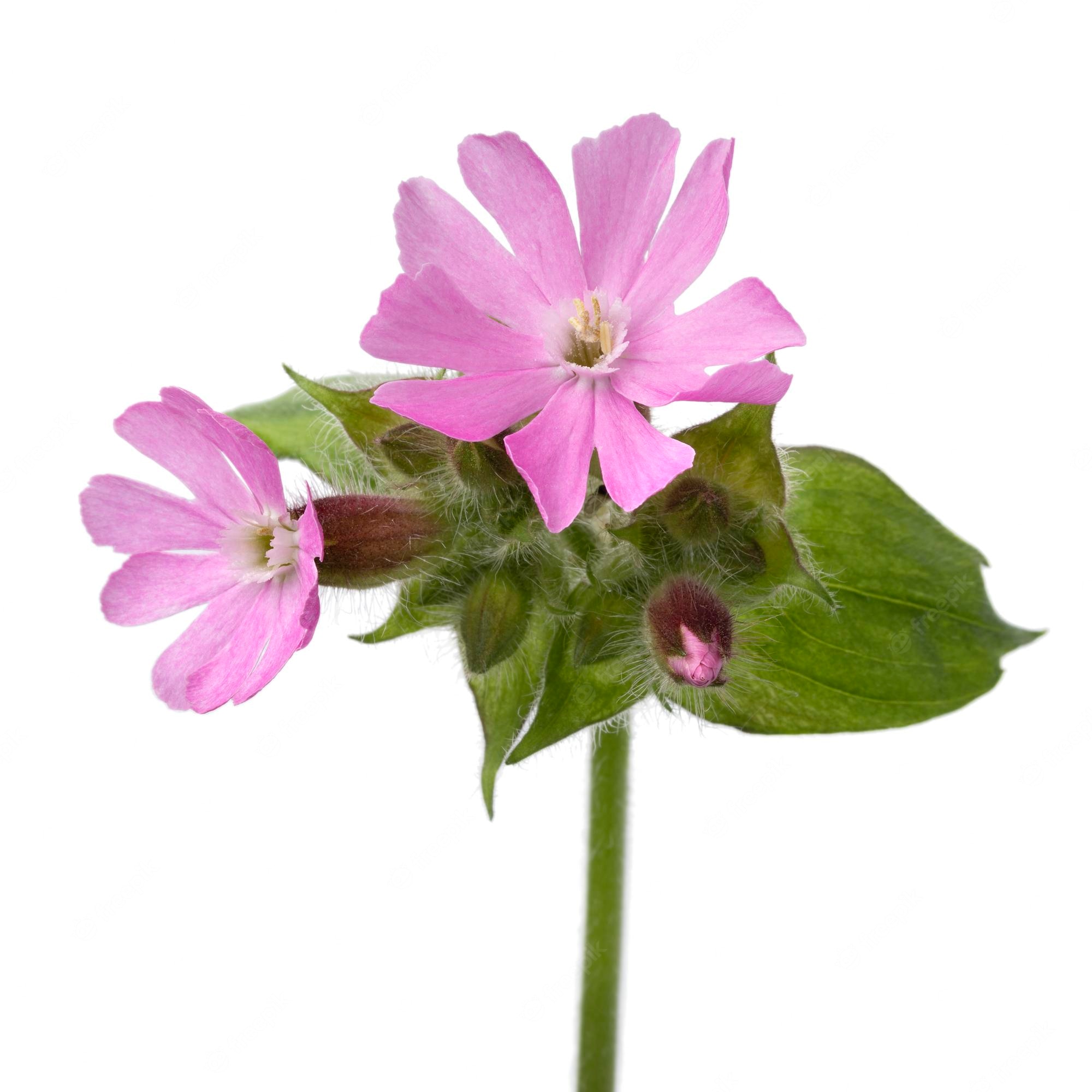 Silene Vulgaris Wallpapers