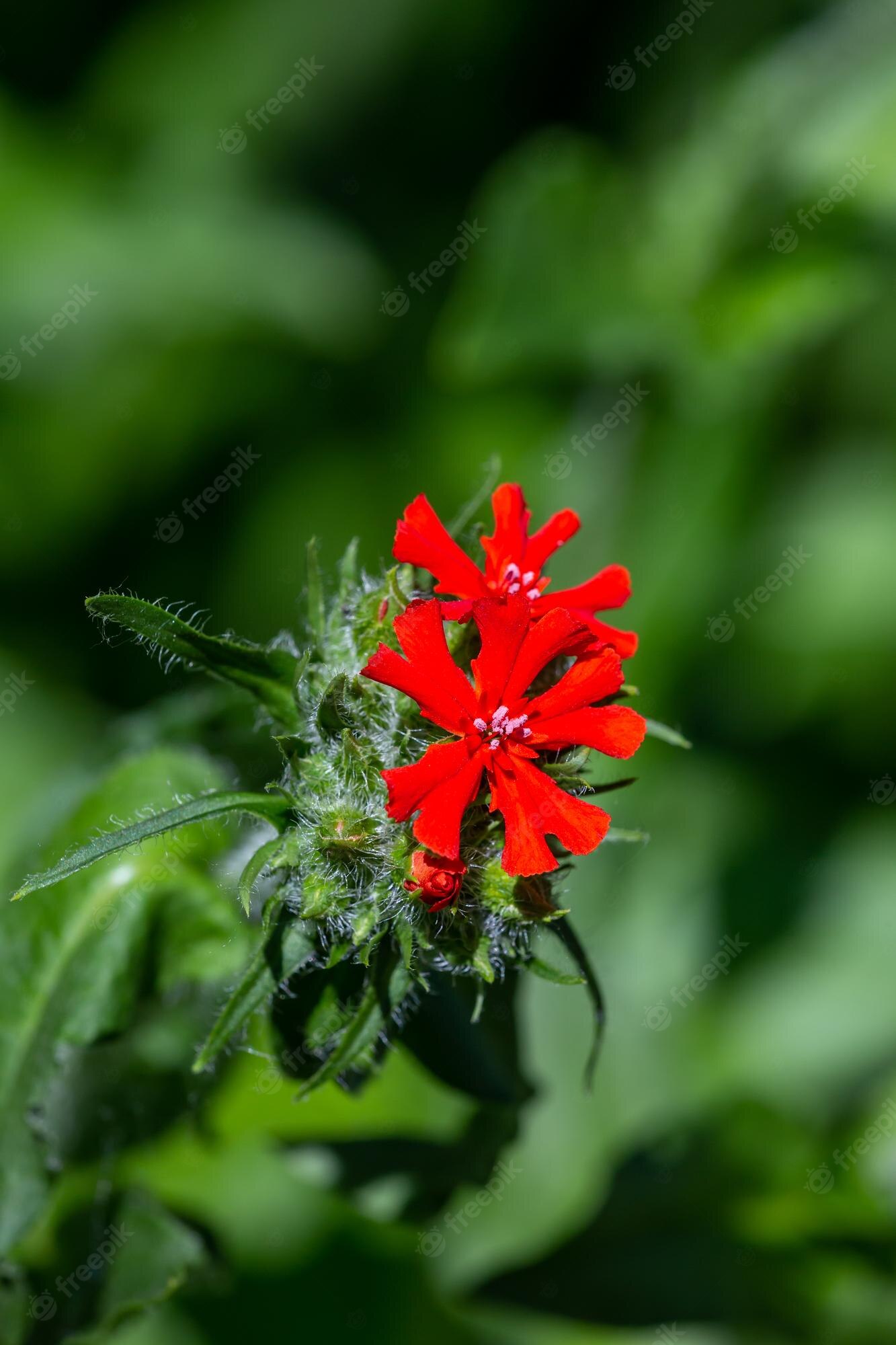 Silene Vulgaris Wallpapers