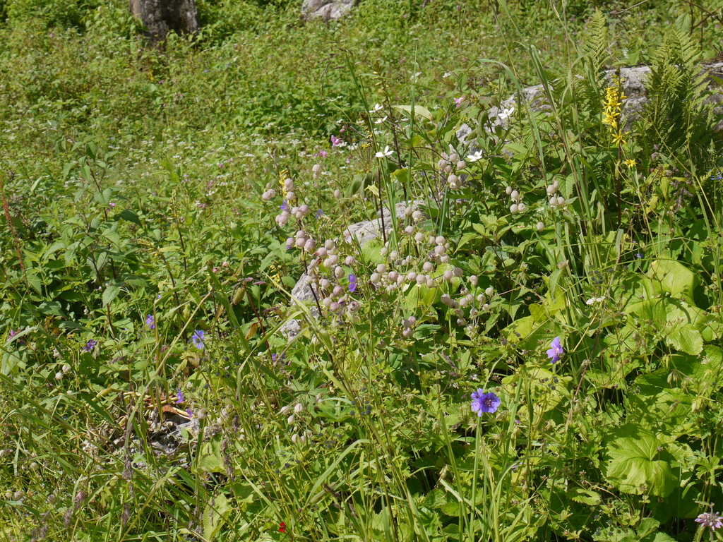 Silene Vulgaris Wallpapers