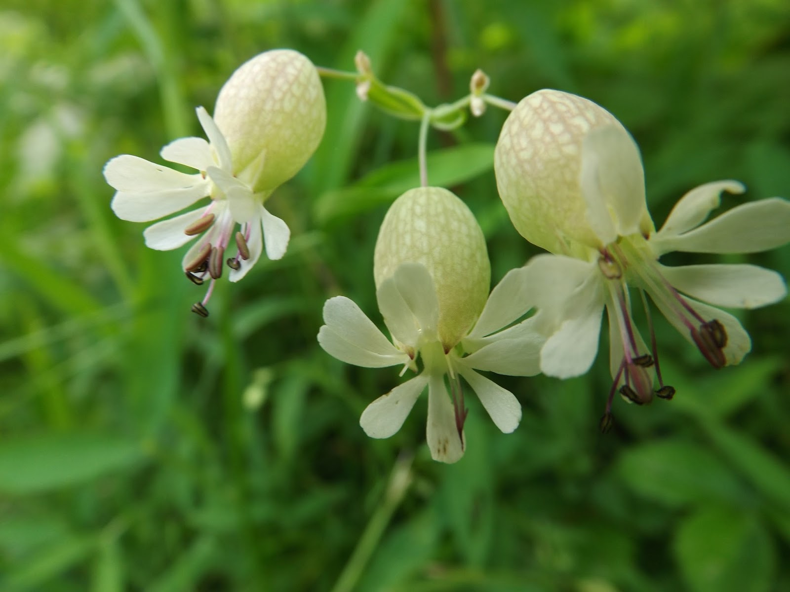 Silene Vulgaris Wallpapers