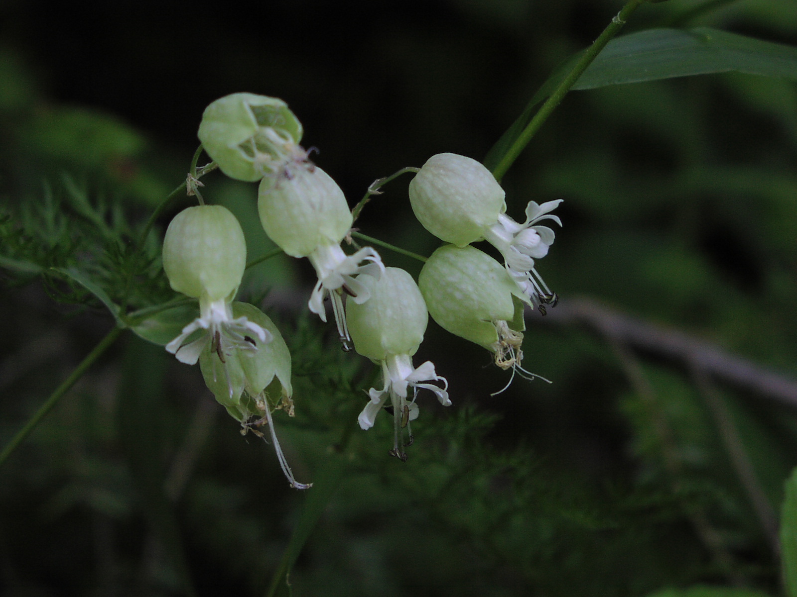 Silene Vulgaris Wallpapers