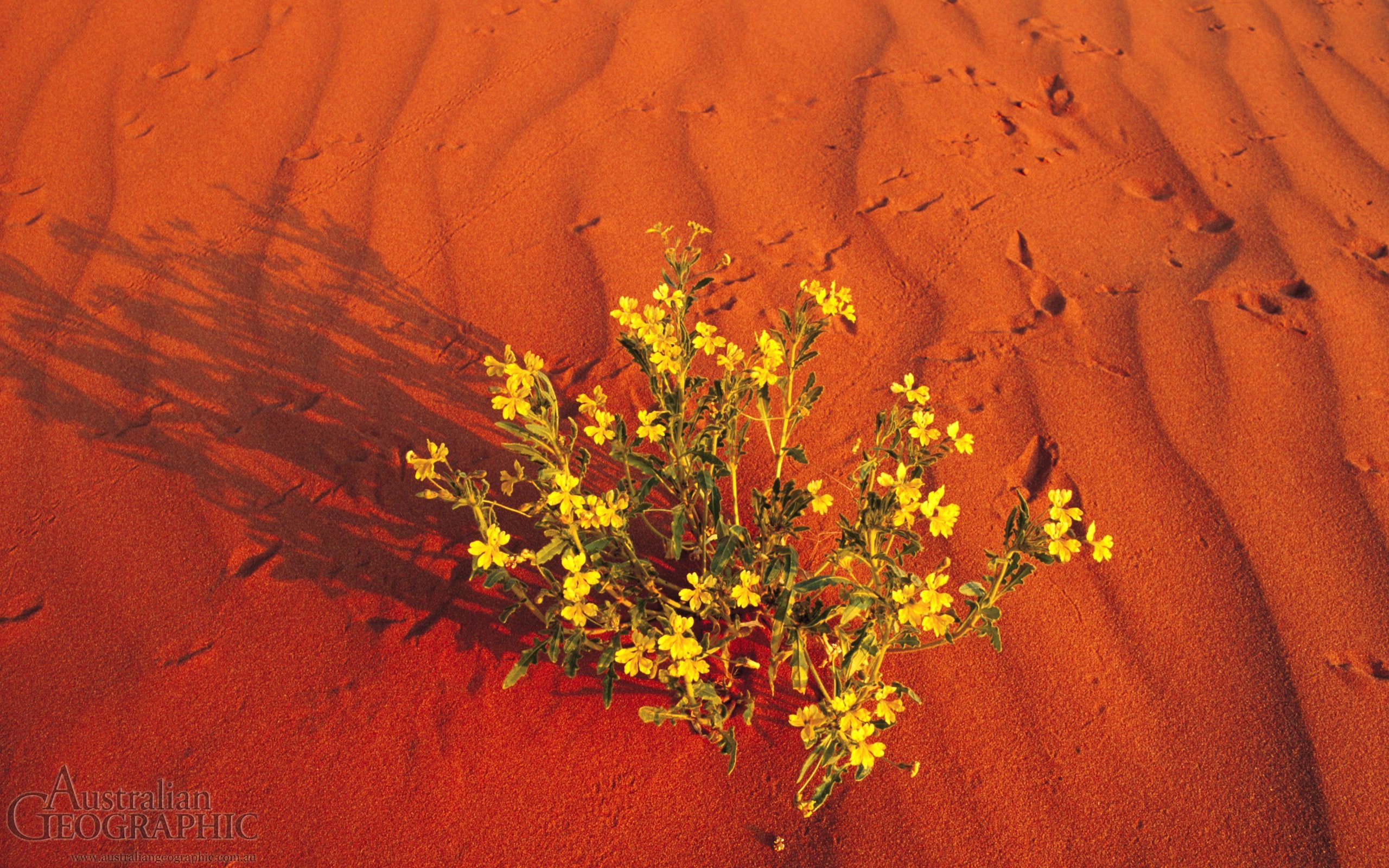 Simpson Desert Wallpapers