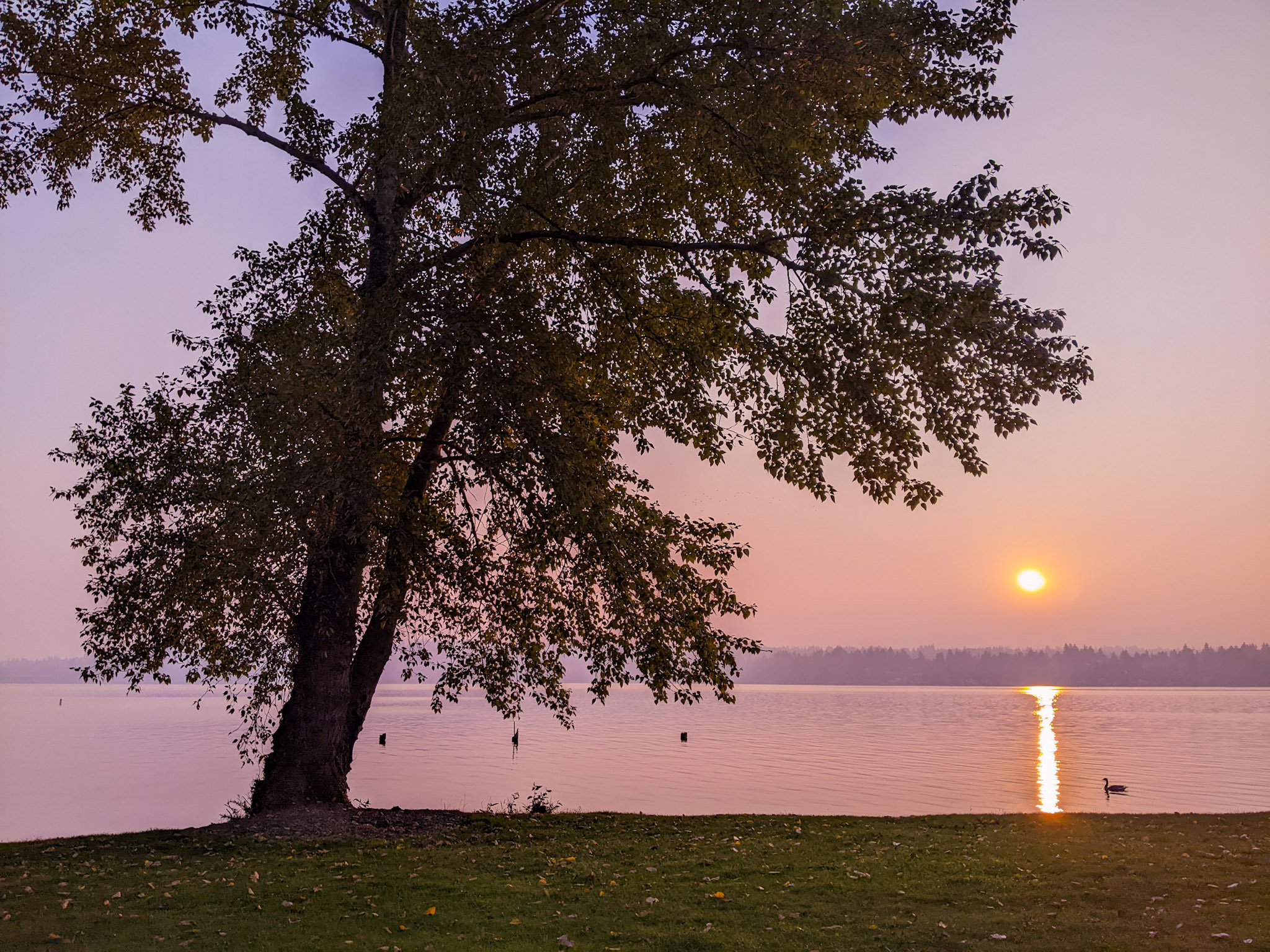 Slanting Tree Above Ocean At Sunset Wallpapers